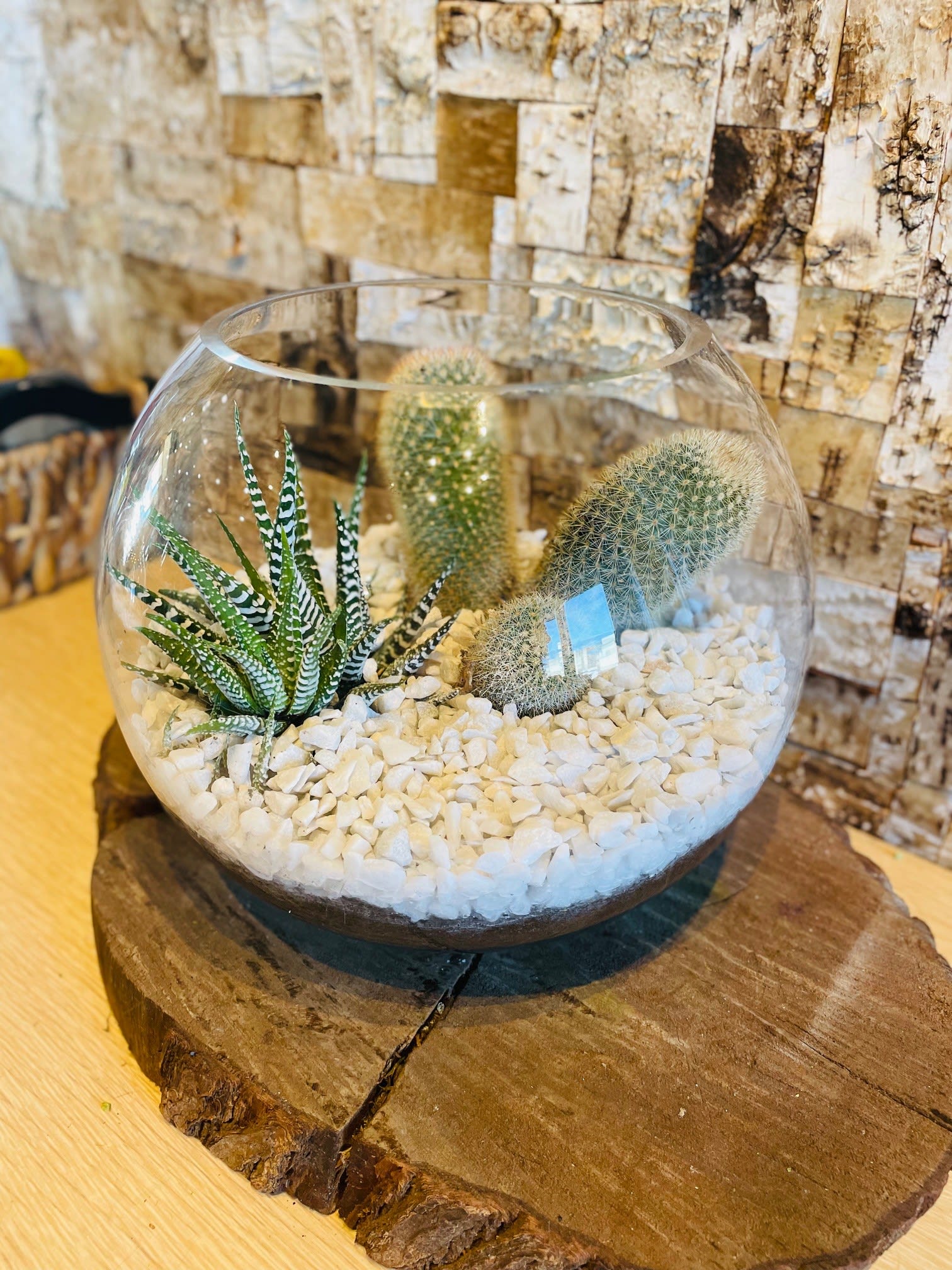 Cactus Terrarium Cactus Terrarium