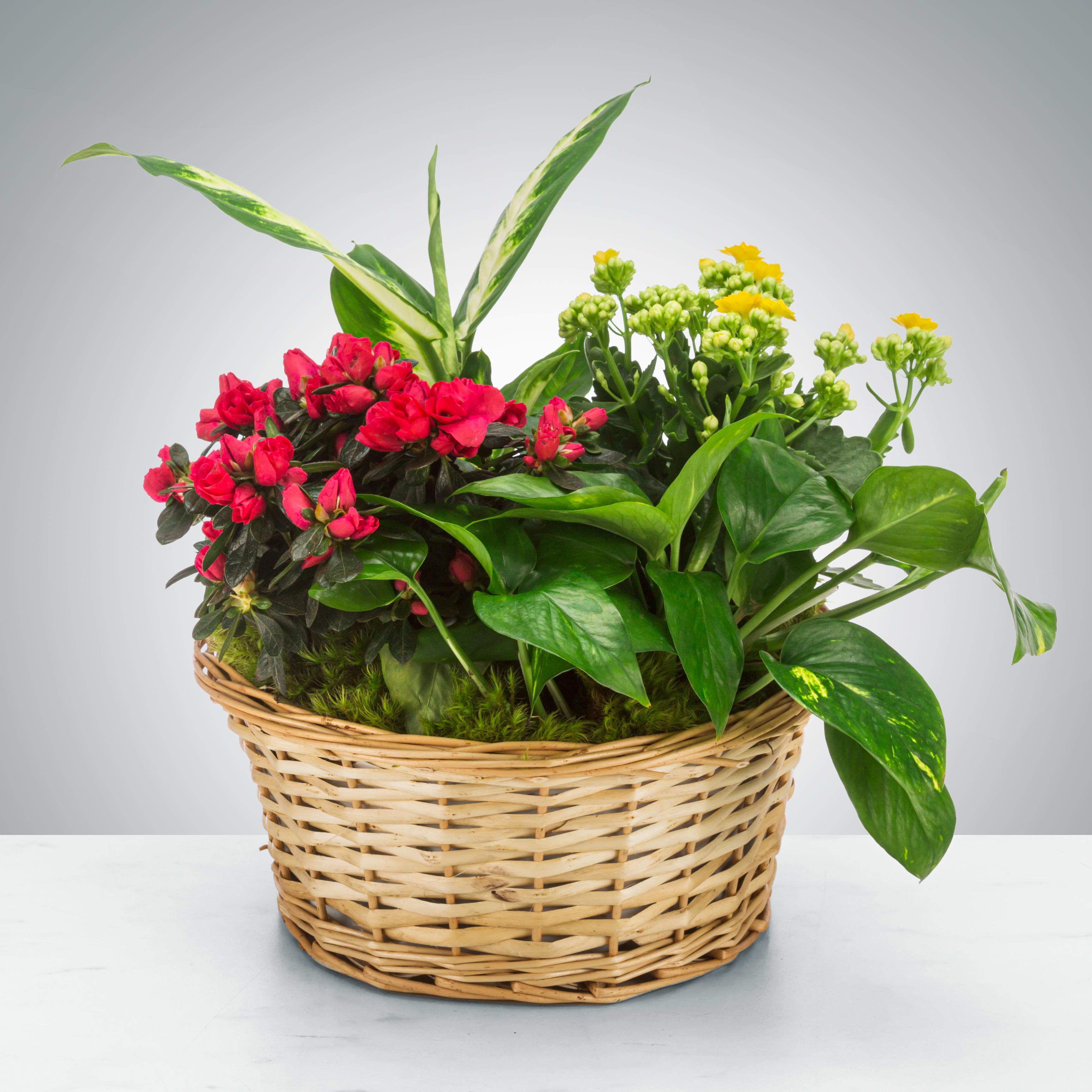 Mixed Plant Basket Mixed Plant Basket - Send a little garden to somebody. A mix of flowering plants and greenery make an excellent gift for father's day or as a way to say thank you.