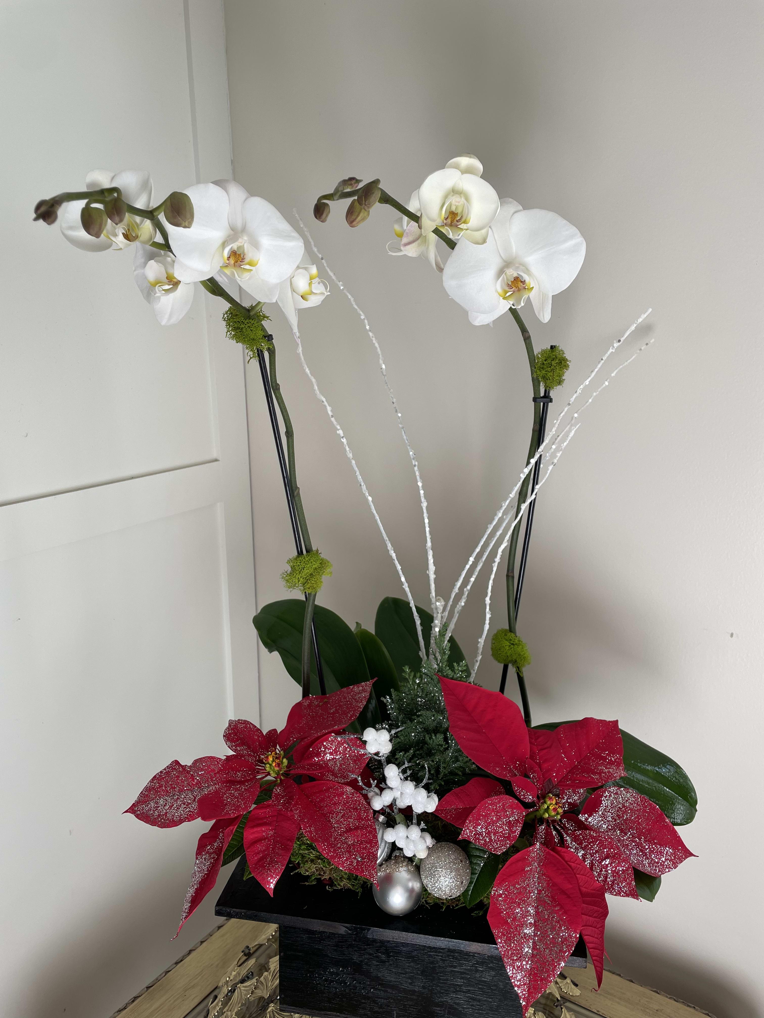 Tis’ the season - phalaenopsis orchid, poinsettia, mini cypress pine