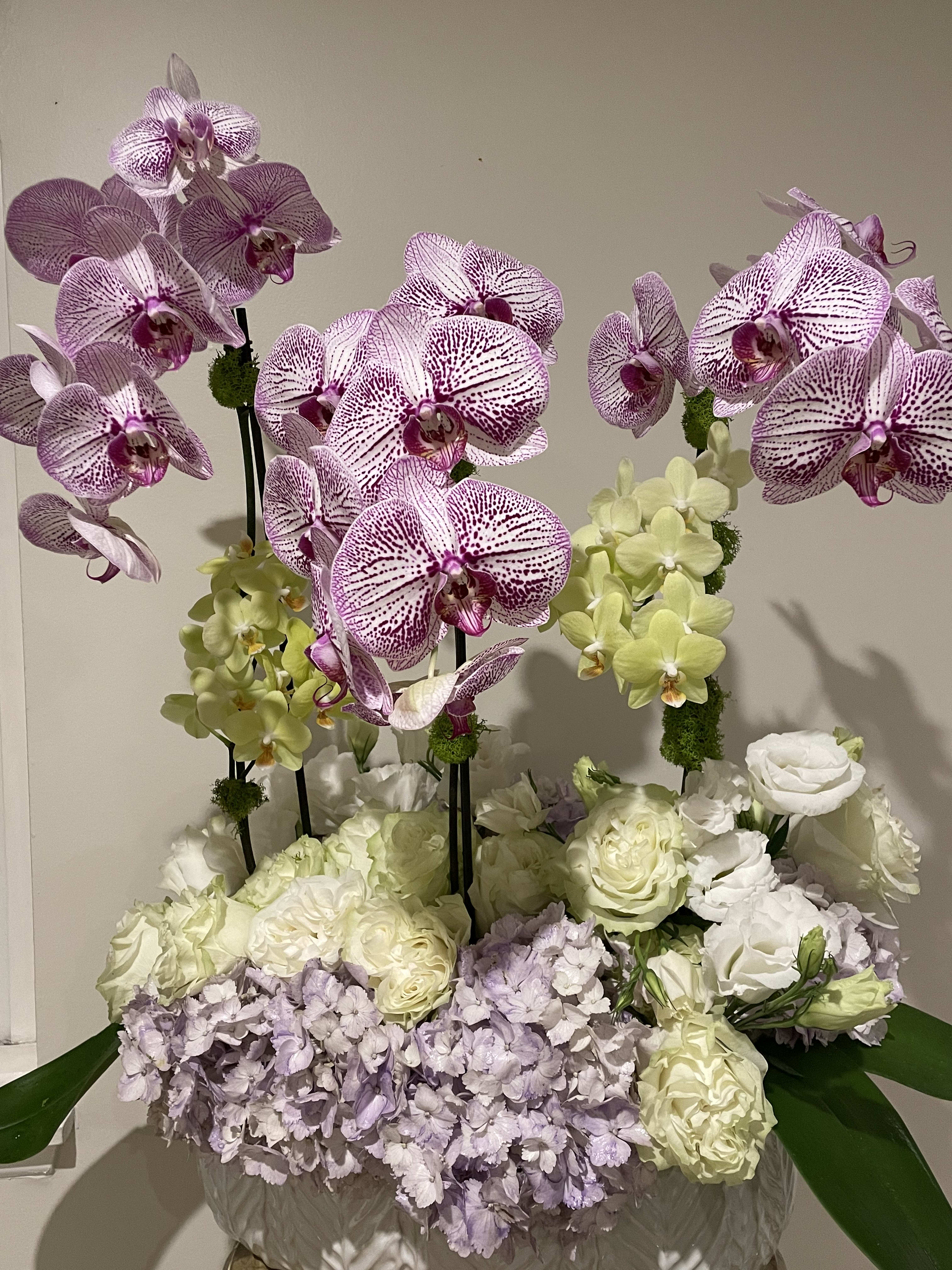 Pretty in Purple Pretty in Purple - A beautifully arranged mix of purple orchids, green orchids, purple hydrangeas, green/white roses and white lisianthus.