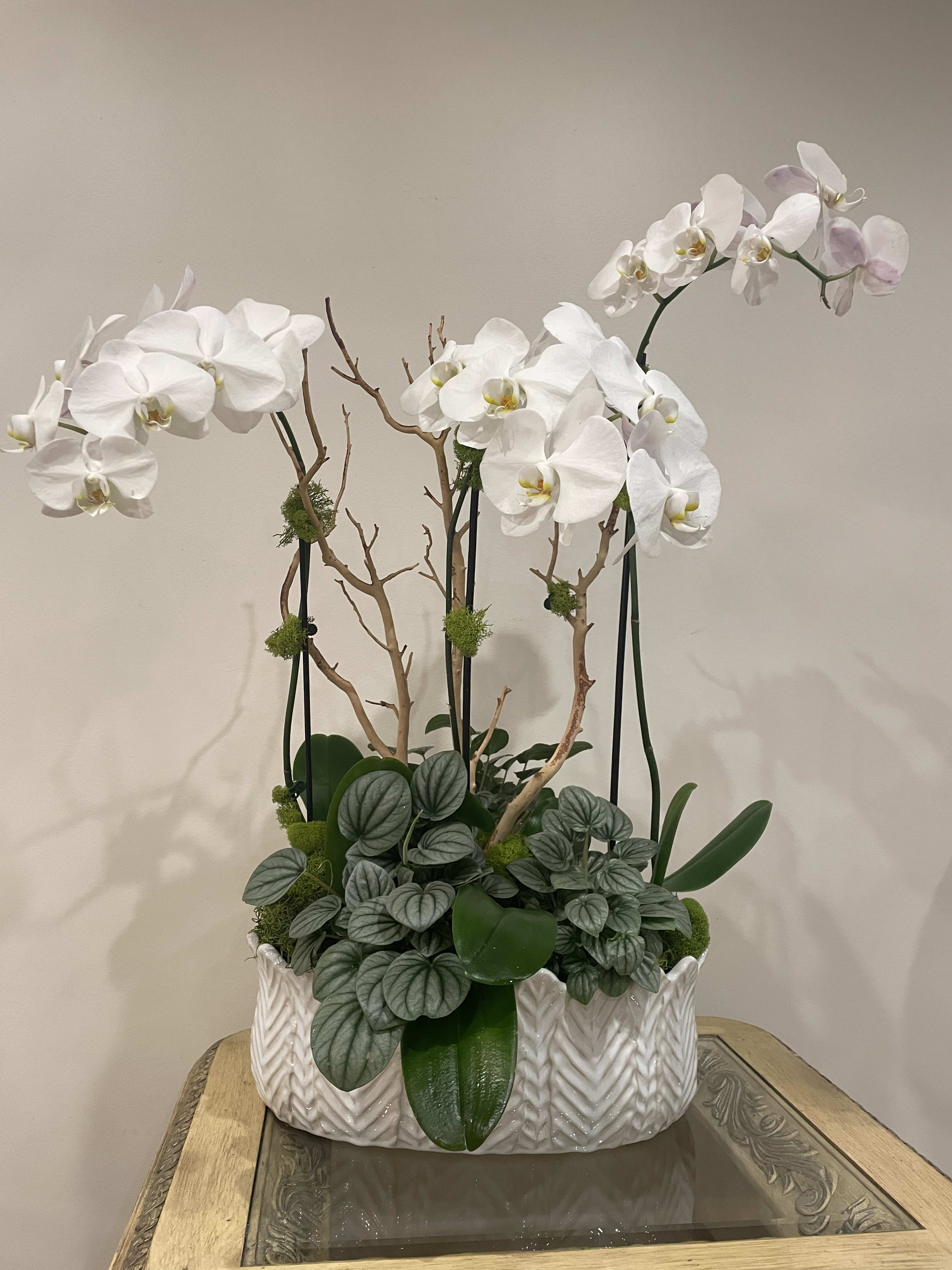 Purity Purity - White orchid with greens