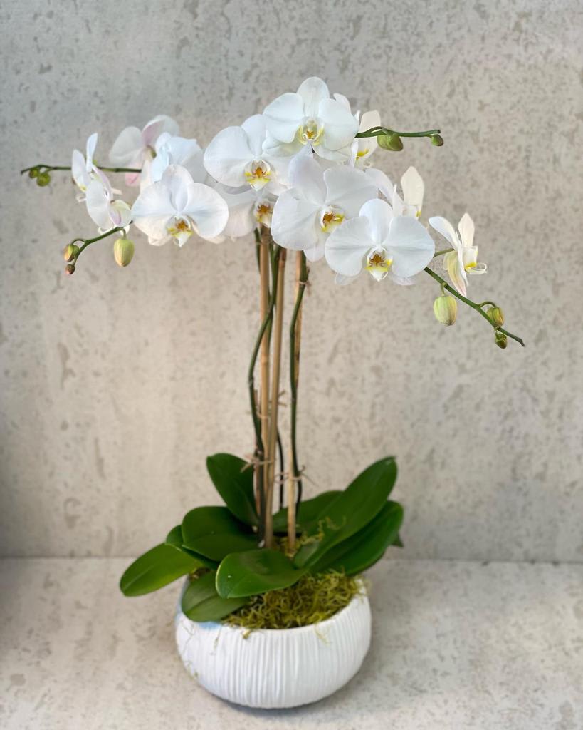 White Premium Orchids - Standard - Your order will be arranged approximately as shown on our website.