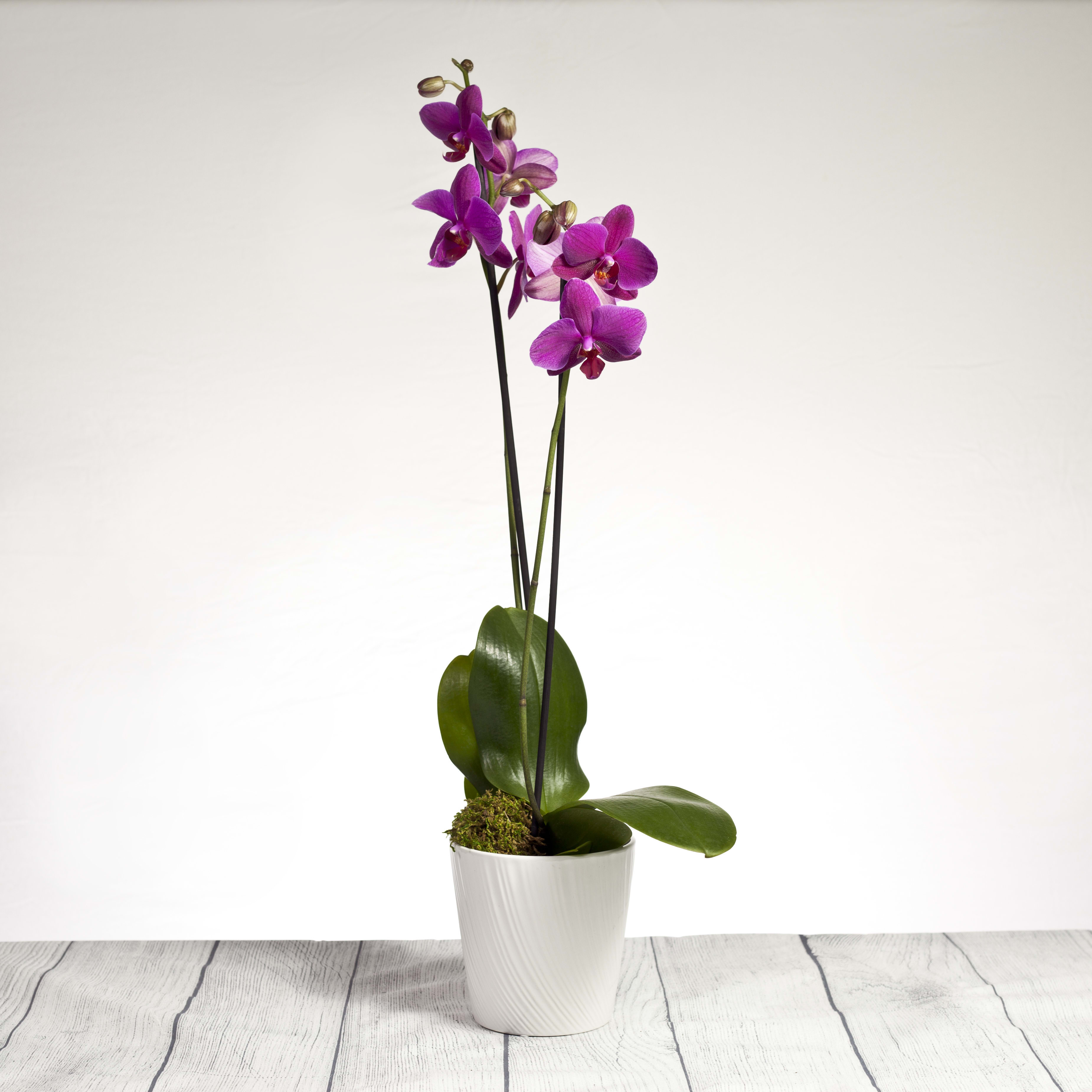 Orchid with Moss - Featuring long lasting blooms this plant is a perfect gift year-round. Give us a call to find out what colors we currently have on offer!