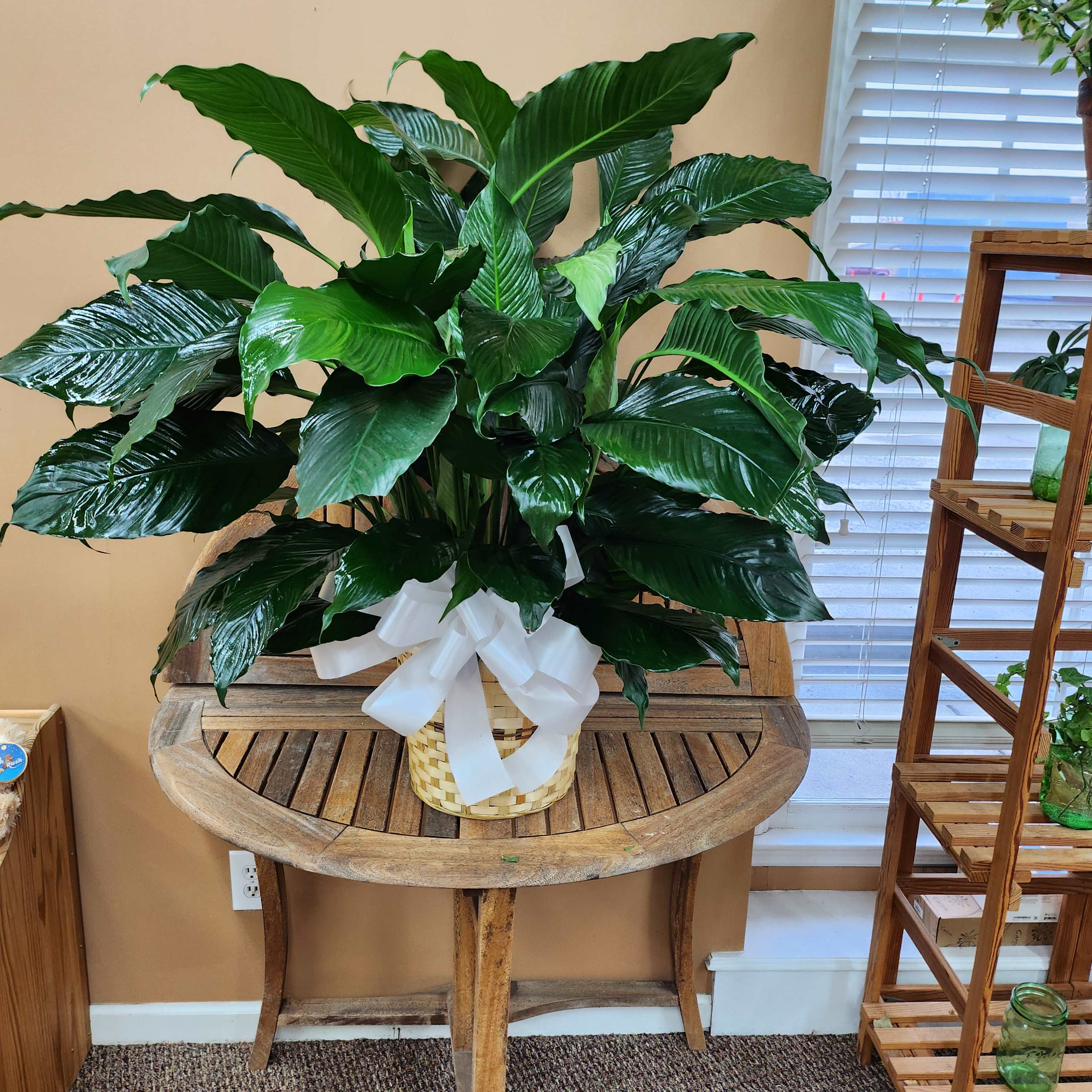 GPL  Peace Lily in Wicker Basket  with bow - Large Peace Lily in Wicker Basket