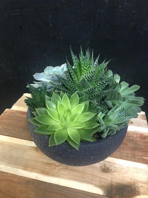 Large Succulent Garden - An assortment of cacti and succulents in a pot