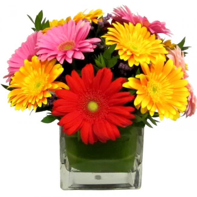 Assorted Gerbera Daisies Cube - This mixed color gerbera daisy arrangement was created specifically to brighten your special recipient's day with unmatched cheer and color! Fresh cut gerbera daisies are hand delivered in an assortment of vibrant hues to uplift their spirits with each amazing bloom. Standard size is approximately 8in (W) x 8in (H). Deluxe and Premium versions are larger and feature more blooms along with larger glass vases.  Standard – 6 Assorted Gerbera Daisies, Fresh Garden Greens and Fillers - 5in Cube Vase  Deluxe – 12 Assorted Gerbera Daisies, Fresh Garden Greens and Fillers - 6in Cube Vase  Premium – 24 Assorted Gerbera Daisies, Fresh Garden Greens and Fillers - 8in Cube Vase  Care Tips: Place your bouquet in a cool location. Don't put the arrangement in direct sunlight, near heating or cooling vents, in drafty places, directly under ceiling fans, or on top of televisions or radiators. Check water level daily, keep the vase full with clean water. Change water every 2-3 days and apply a sharp fresh cut to the stems. This process will insure extended flower's life span.