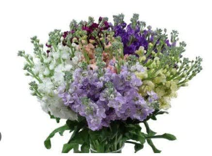 Bunch of Assorted Stock Bunch of Assorted Stock - 10 stems of fresh cut stock imported from Ecuador