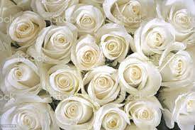 25 Long stem Premium white Roses Wholesale 25 Long stem Premium white Roses Wholesale - Fresh cut imported from Ecuador. Don't see what you are looking for? Call our shop we can custom order anything