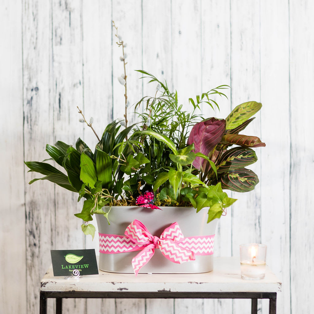 Rejuvenation  - Lush foliage plants designed with touches of pink, with a butterfly and a chevron bow. The perfect way to express spring fever!  Approximate Dimensions: 18&quot; W x 24 &quot; H