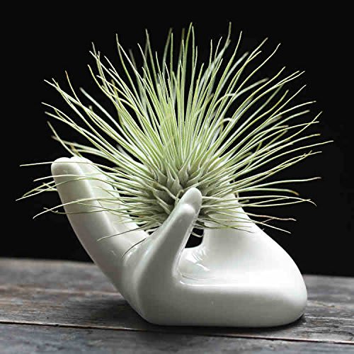 Air Plant Hand Holder - This ceramic air-plant holder, fits for an air plant, creates a fashion life atmosphere, makes your home more elegant and relaxing. Material: White Ceramic.  High quality and great value. Air plant may vary from type shown. This air-plant holder is specifically designed for air-plant. Low Maintenance, just mist the air-plant periodically. Size: 3.1&quot; Length x 2&quot;Width. NOTE: picture enlarged to show detail. Inventory control: 3