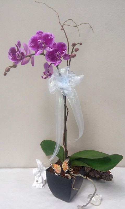 Lavender Phalaenopsis Orchid - The Gift that Lasts for Months! One perfect lavender potted phalaenopsis orchid plant is accented with a curling branch and presented with a ribbon bow tied right around the middle. This low-maintenance, long-lasting and exotic gift will create quite an impression! Color may vary.