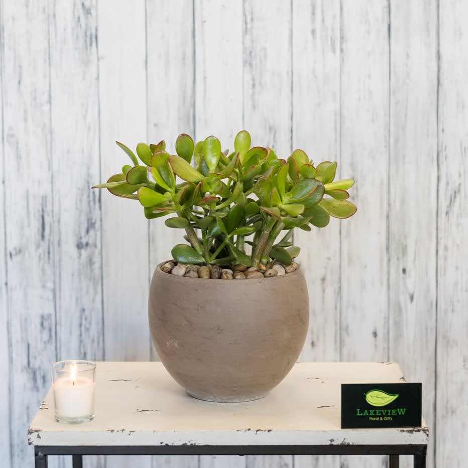 Arid - A beautiful Jade plant in a modern ceramic pot make the perfect gift for him, her, home or office.    Approximate Dimensions: 12&quot; H X 10&quot; W 