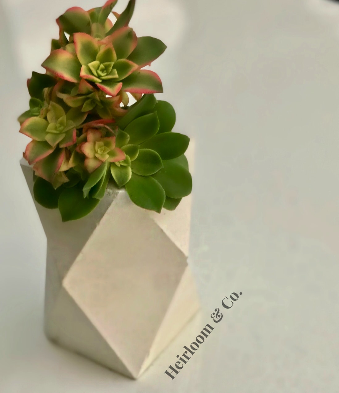 Floyd - succulent flowers in a vertical and perfectly geometric white cement holder.