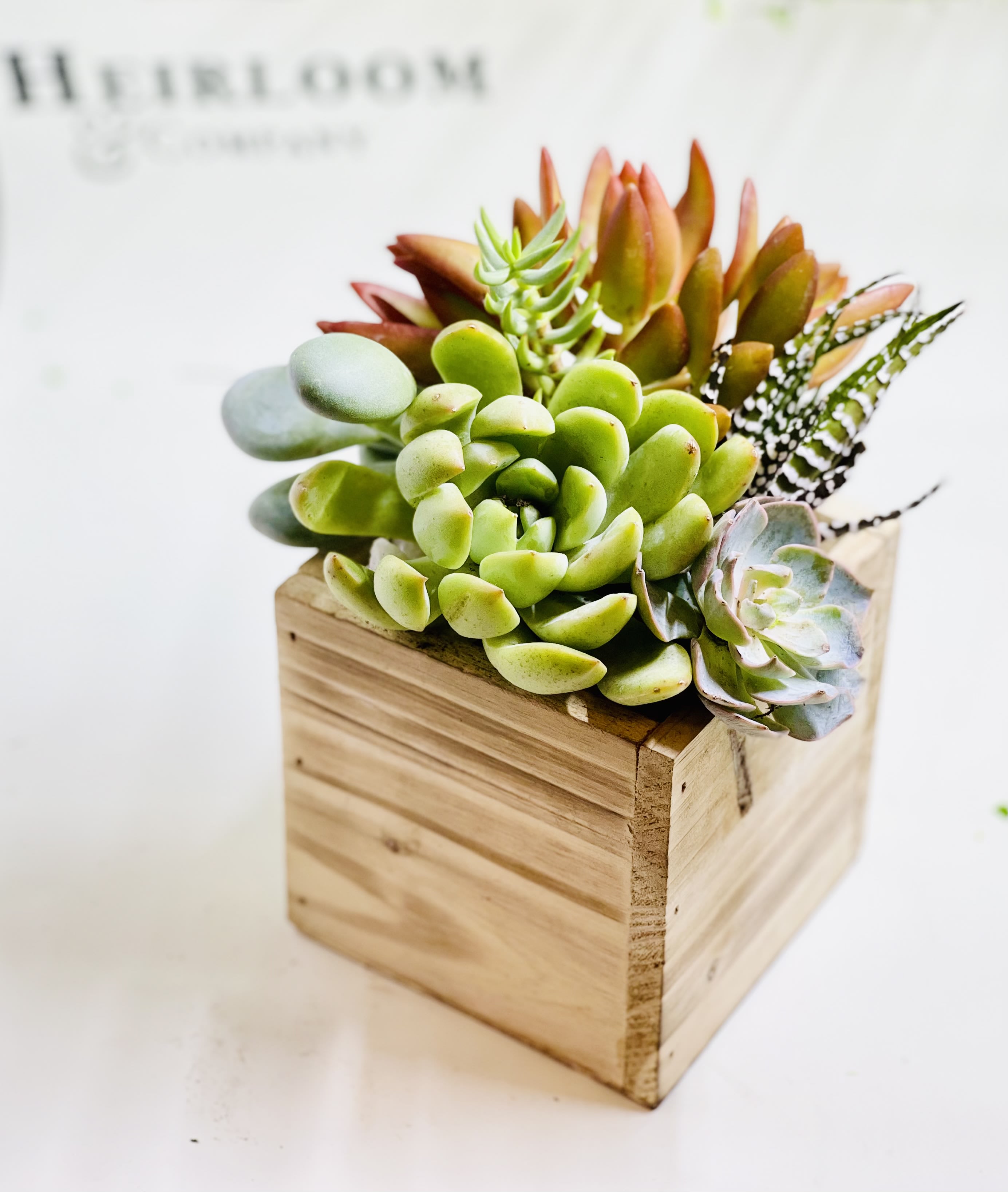 Scooby snacks Scooby snacks - Treat someone dope with a box of dope little succulents