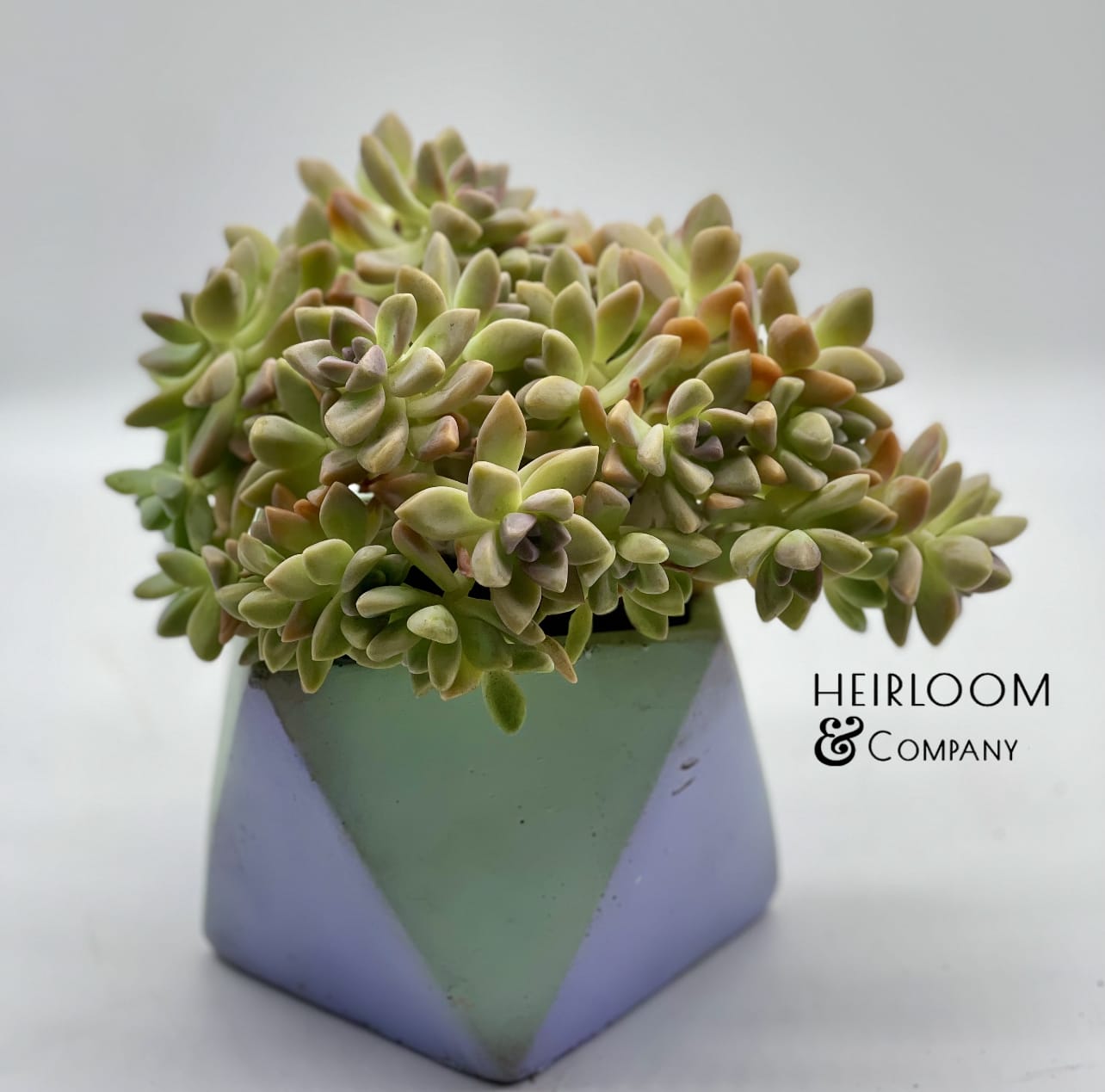 Unicorn clouds - A one piece tree filled with baby ghost succulents presented in a geometric cement container colored in shades of cool.