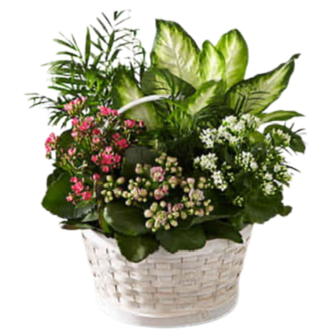 The FTD® Rural Beauty™ Dishgarden - Simple. Lovely. Special. This beautiful arrangement of plants include a spectrum of Kalanchoe plants blooming in a comforting spectrum from white to pink to hot pink and accented with additional greenery. Prepared by a local FTD artisan florist, the plants are set in a white woodchip basket. It makes an inspired and appropriate choice for expressing your condolences at a wake or to comfort grieving friends and family when you have it delivered to their homes or offices.  Your purchase includes a complimentary personalized gift message.