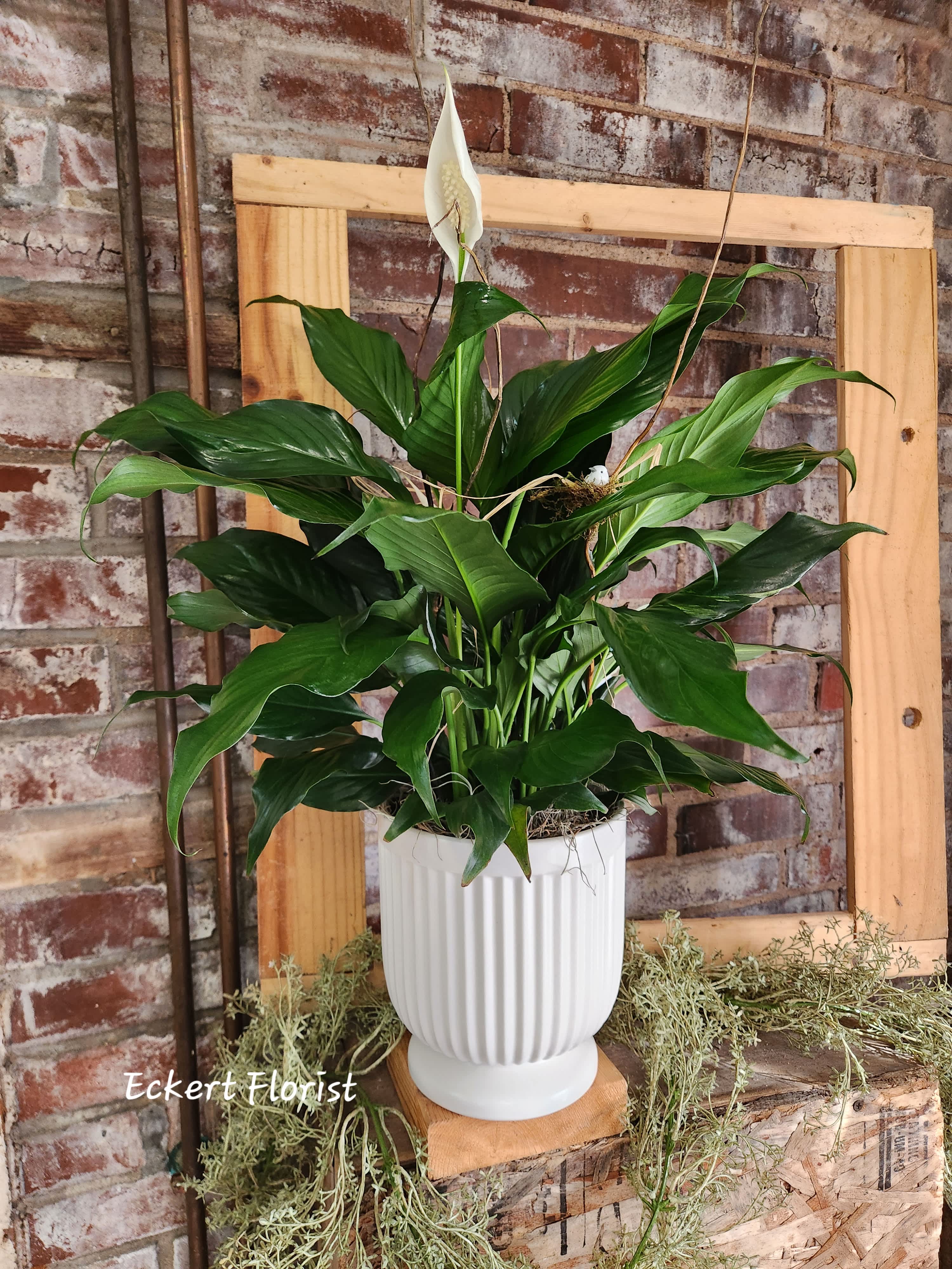 Eckert Florist's FTD Comfort Planter - Offer unspoken words of comfort, hope and peace. Our creamy white ceramic planter holds an elegant peace lily plant. Dark green leaves offer a calm background for our signature bird, branches and raffia of this easy to care for plant. Send as a tribute, and a silent expression of your sympathies. Pot size Approx. 7&quot; - **Plant may not be blooming.