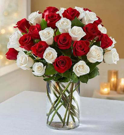 PEPPERMINT ROSE 36 LONG STEM ROSES ARRANGEMENT - Smile of happiness guaranteed with this 36 long stem of White and Red Roses with selective Greenery