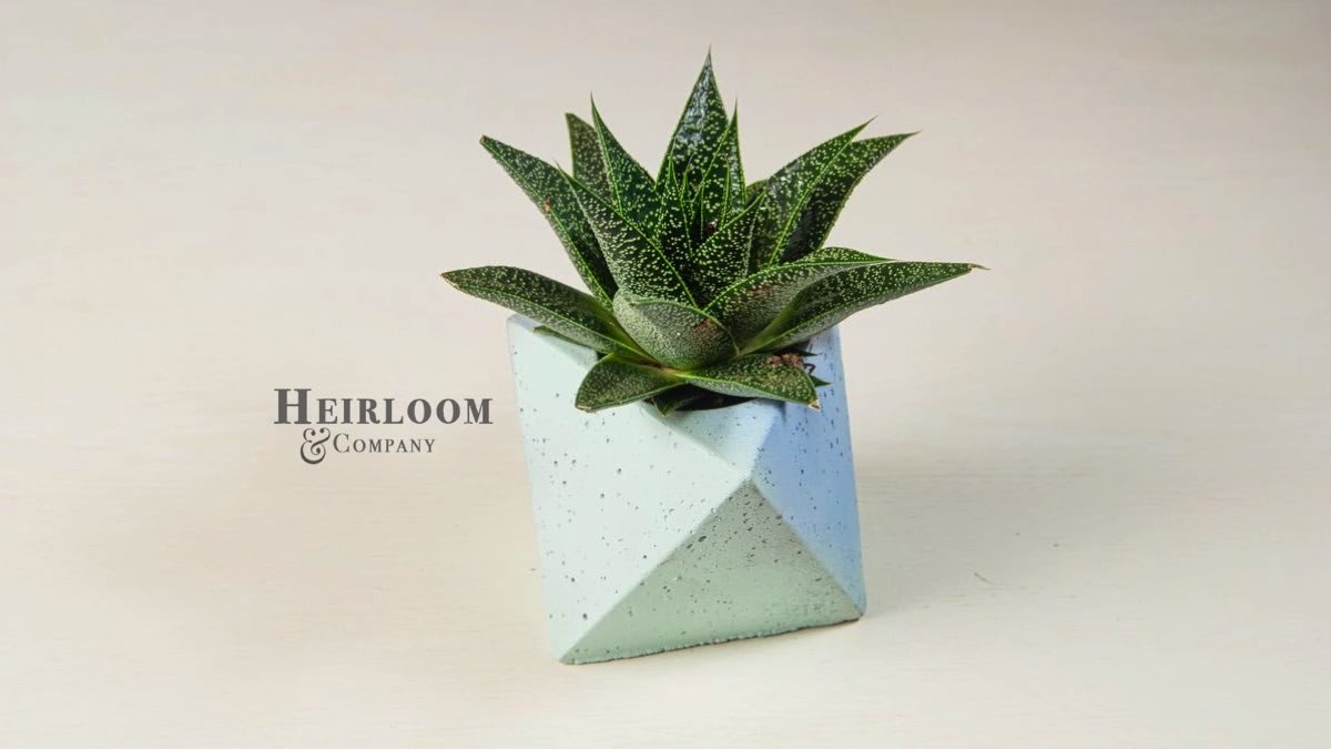 Cactus Mint Cactus Mint - A mint colored geometric cement container with an oversized aloe cactus hybrid anyone would adore.