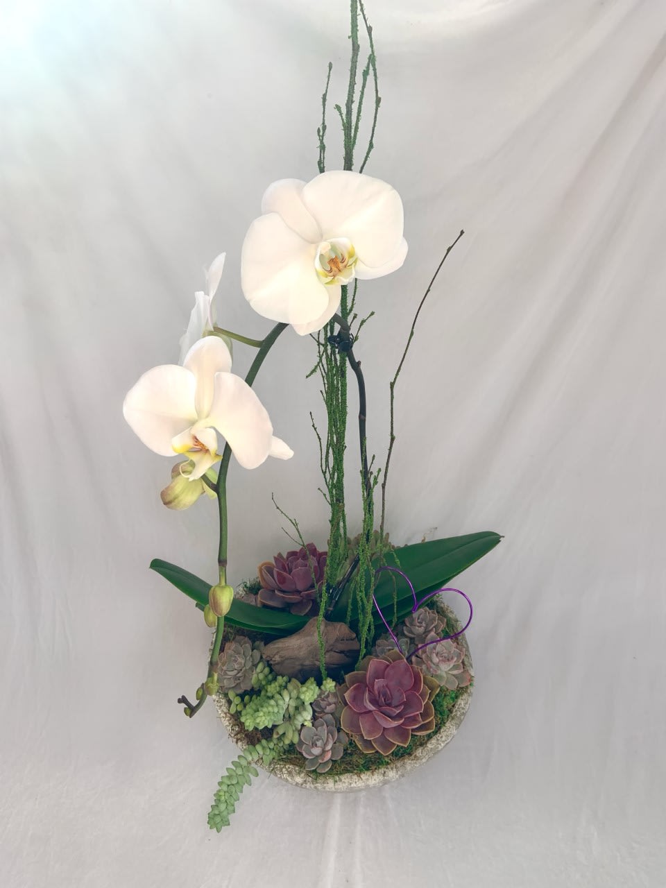 Orchid and Succulents Orchid and Succulents - A single stem orchid plant and succulents - the perfect living gift!