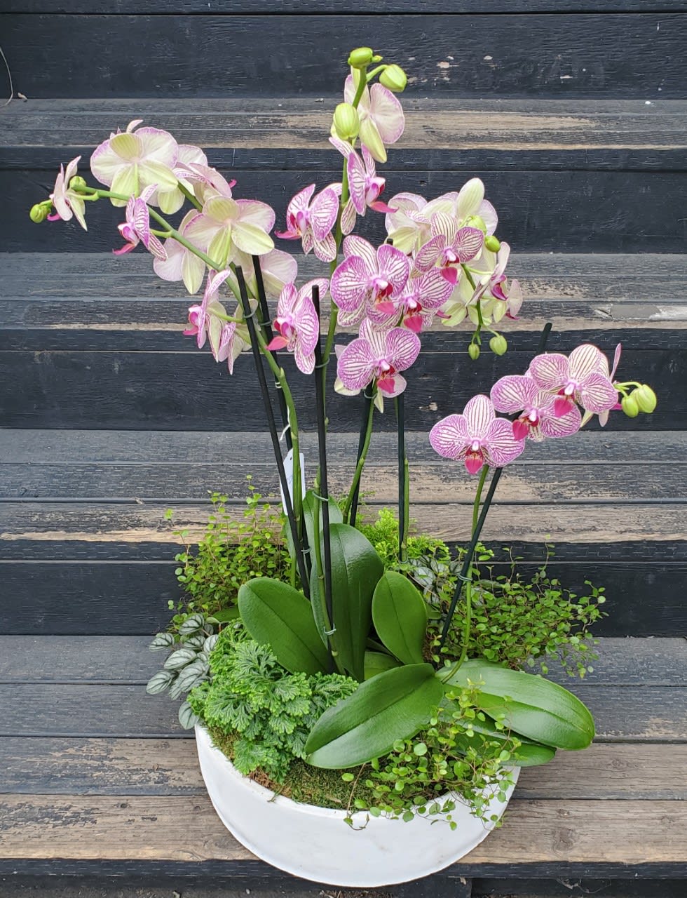 Deluxe Orchid Garden Deluxe Orchid Garden - Stunning lush orchid arrangement in a large concrete container. A gorgeous gift that will look beautiful in anyone's home! Product used may vary.