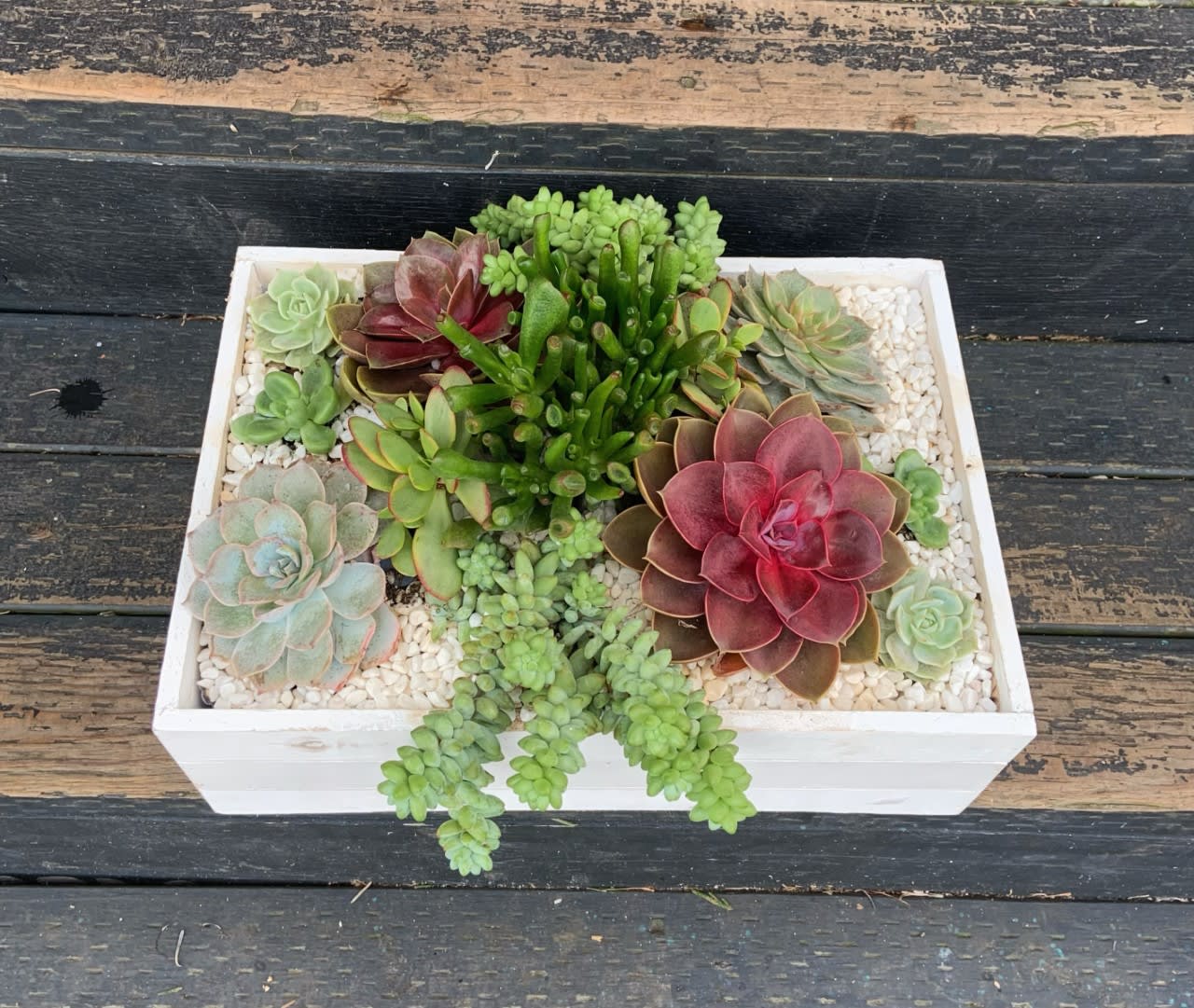 Large Succulent Garden Large Succulent Garden - We combine the most dramatic and lush succulents together to form this living, growing arrangement. Succulents for this arrangement are handpicked by our floral designers to ensure quality and beauty is not overlooked. Product used may vary