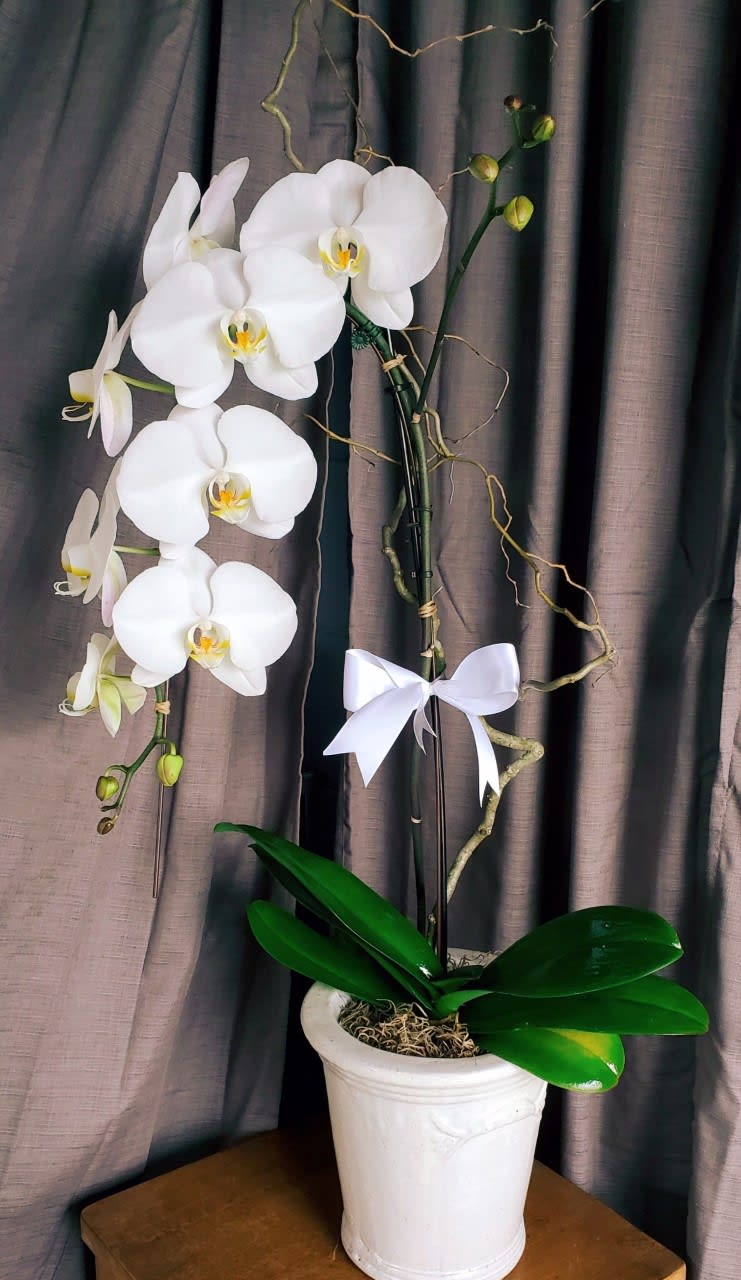 White Orchid White Orchid - True to its name, this potted arrangement is perfect for any office or space that needs just a touch of living, growing beauty. Flowers are handpicked by our designers to ensure quality and beauty is not overlooked. Product used may vary!