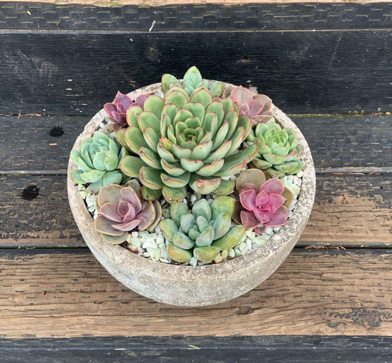 Concrete Jungle Concrete Jungle - This succulent arrangement is the perfect long lasting gift for your loved one! Product used may vary