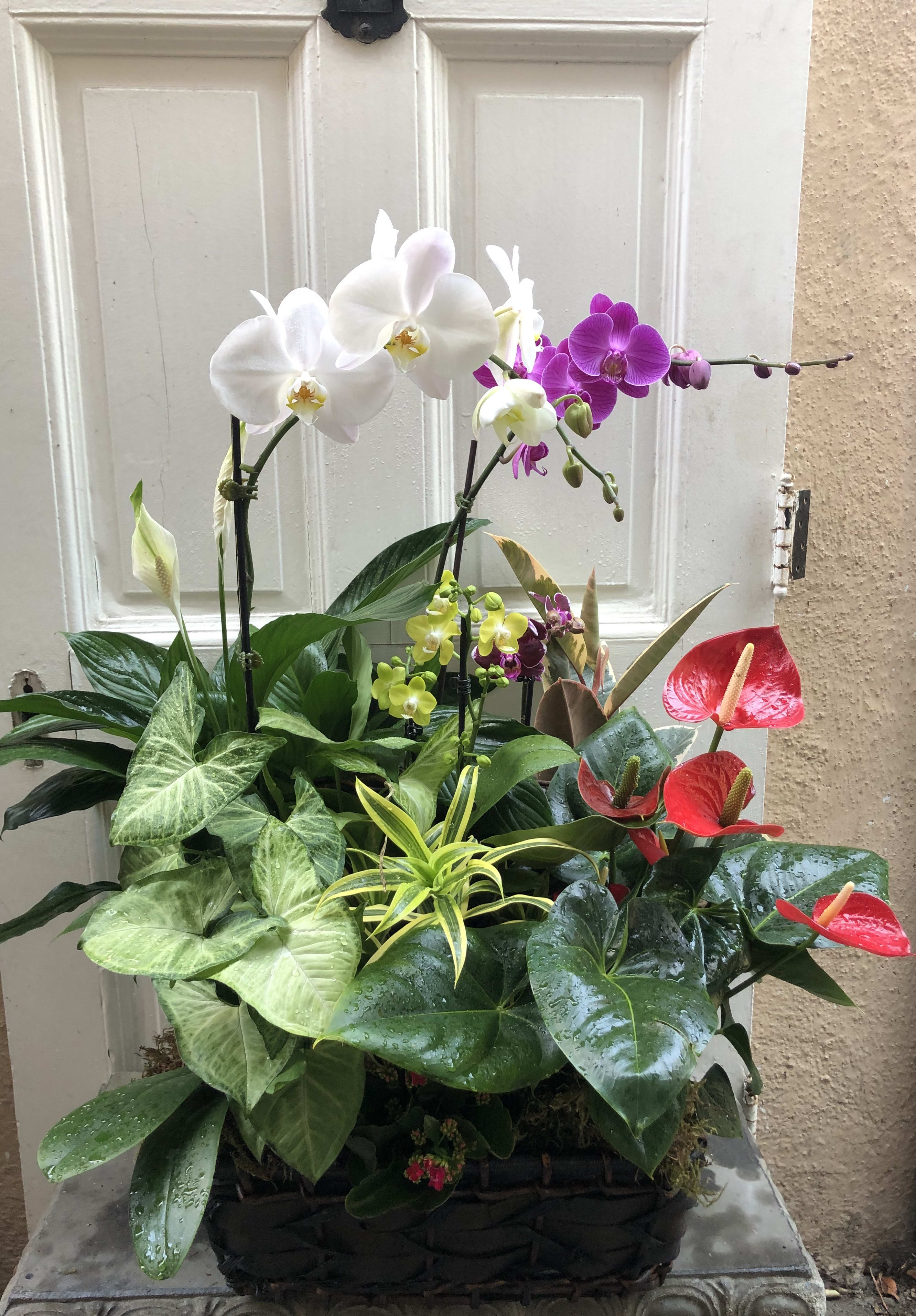 Nature’s Delight - Our large orchid planters contain a mix of lush tropical plants, orchids and either antherium or bromeliad. Talk about making a statement!