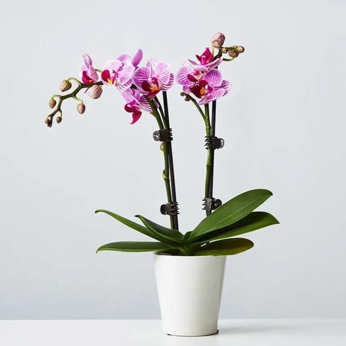 Pink Phalaenopsis Double-Stem Orchid - If you're looking for a timeless, elegant gesture that will last for years to come, an orchid plant is the ideal choice. They are low-maintenance plants that thrive in warm weather and little water, and they add a lively touch to any room in your home. Plant Height: 16-20&quot;  Our double-stem orchids are approximately 16&quot; tall and come in a white, simple-gloss ceramic planter to suit any home. Each plant has more than 12 blooms.  Care Instructions: Lighting: Direct sun can cause sunburn. A north or east facing window is perfect Watering: One or two ice cubes a week, or 1/4 cup of water once a week Tending Tip: This plant will stay in bloom for up to 2-3 months. But don't worry when the flowers fall off - it's just storing up energy for its next spotlight moment