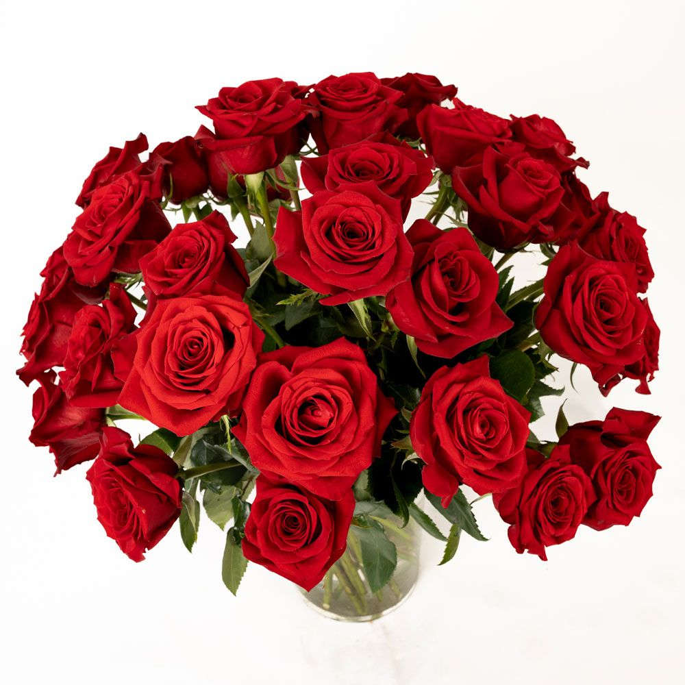 RR24 - Two Dozen Red Roses - Our classic 2 dozen red roses are designed with long-stem 70 cm freedom roses, rich greens in a clear glass cylinder.