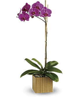 IMPERIAL PURPLE ORCHID - PURPLE PHALAEONPSIS POTTED IN A BAMBOO CONTAINER THIS ALSO CAN COME IN WHITE