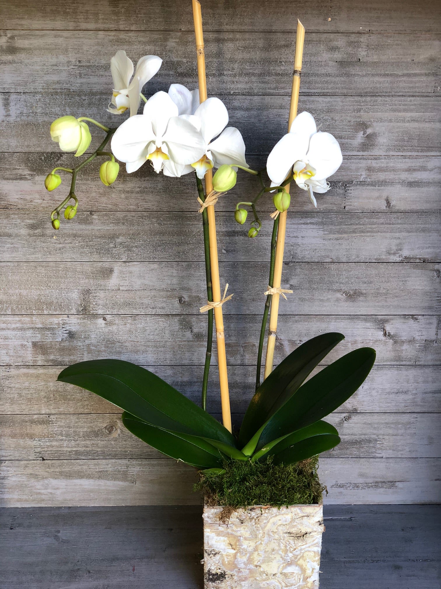 Simple Orchid Simple Orchid - Double Orchid plant made in birchwood box and bamboo sticks.