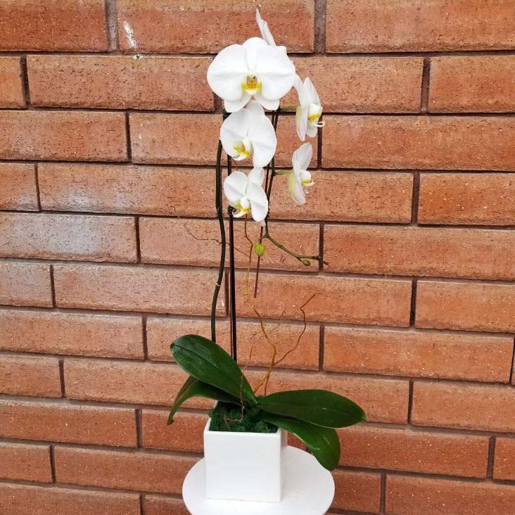White Phalaenopsis Orchid Plant - Elegant and timeless, this exotic White Phalaenopsis Orchid plant is decorated with curly willow and presented in a ceramic container. Orchids are some of the most prized flowers in the world, so when you send an orchid you are really making a statement. Orchids have a graceful appearance and represent love, beauty and luxury. Standard size is approximately 14in (W) x 28in (H).  Please Note: Container design / color may vary from the photo.  Standard - Single Stem White Phalaenopsis Orchid Plant Arrangement  Deluxe - Double Stem White Phalaenopsis Orchid Plant Arrangement  Care Tips: Keep soil moist, water thoroughly when soil is dry to touch - usually every 5 to 7 days. Prefers a bright light location, do not expose to direct sun. Place in a warm location, higher humidity preferred.
