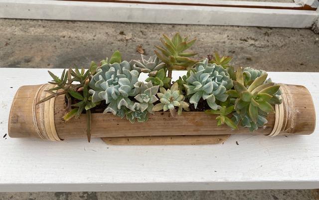 Succulent Bamboo Boat  - Assortment of Succulents in a Bamboo Boat.