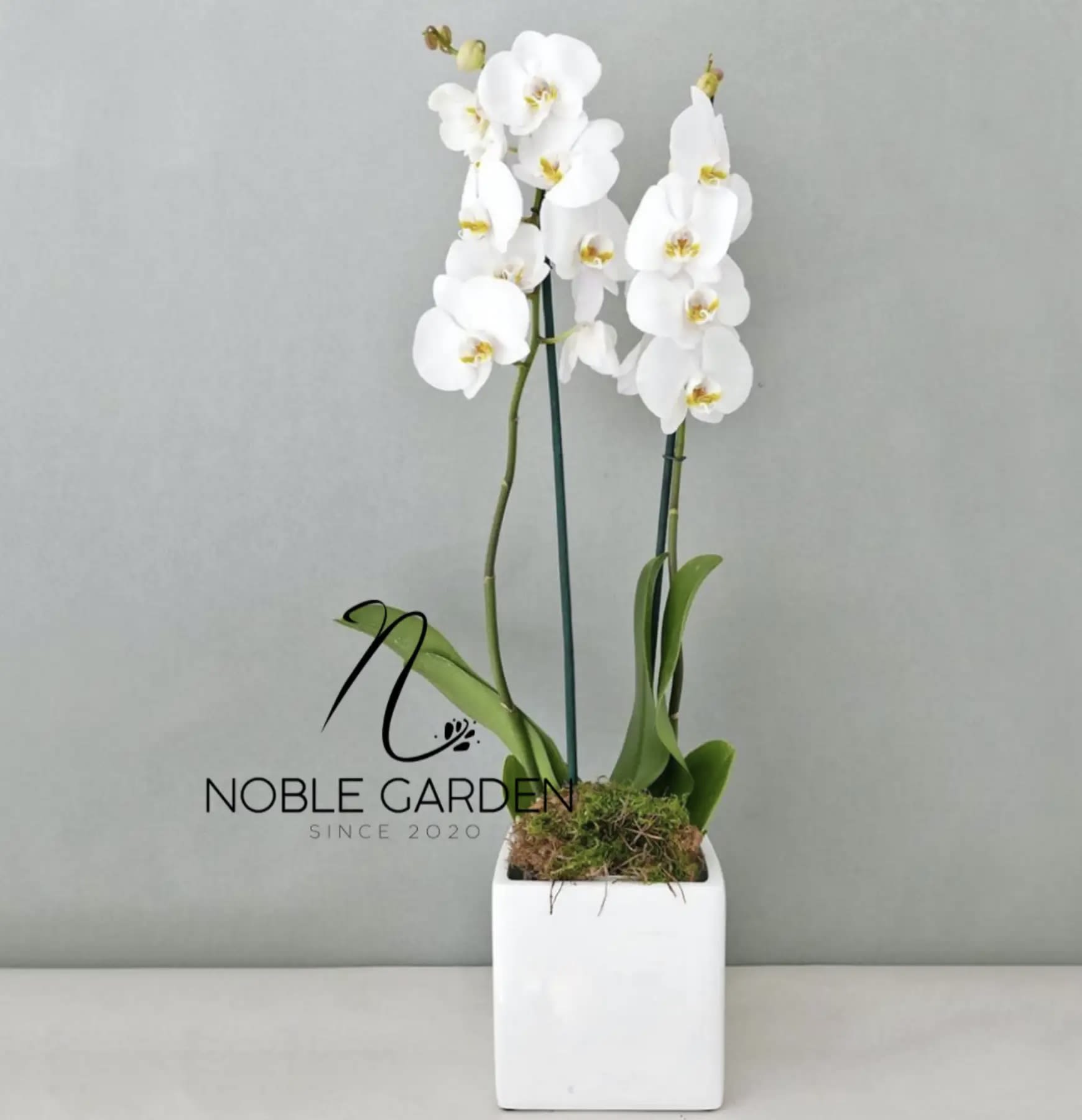 Orchid plant special  - Standard- Your order will be arranged approximately as shown on our website. 