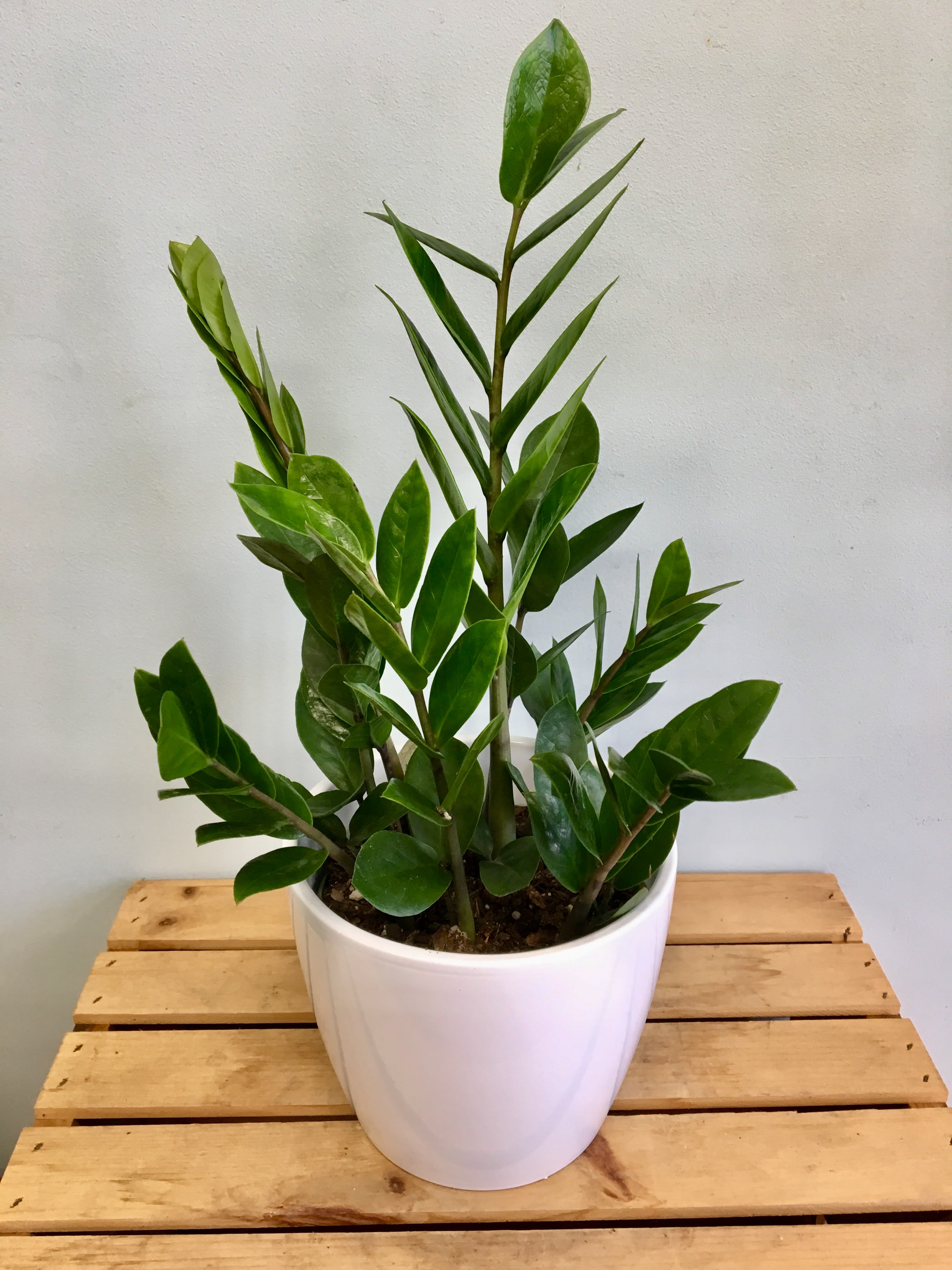 Tabletop ZZ Plant  - Approximately 18&quot; tall. Comes in a white container. The ZZ plant is a great plant that can withstand most environments and conditions including low light, low humidity, and periods of drought. That means it will survive just about any corner of your home, even if you only water it once every couple of weeks. It is a perfect choice to add to someones home or office. 