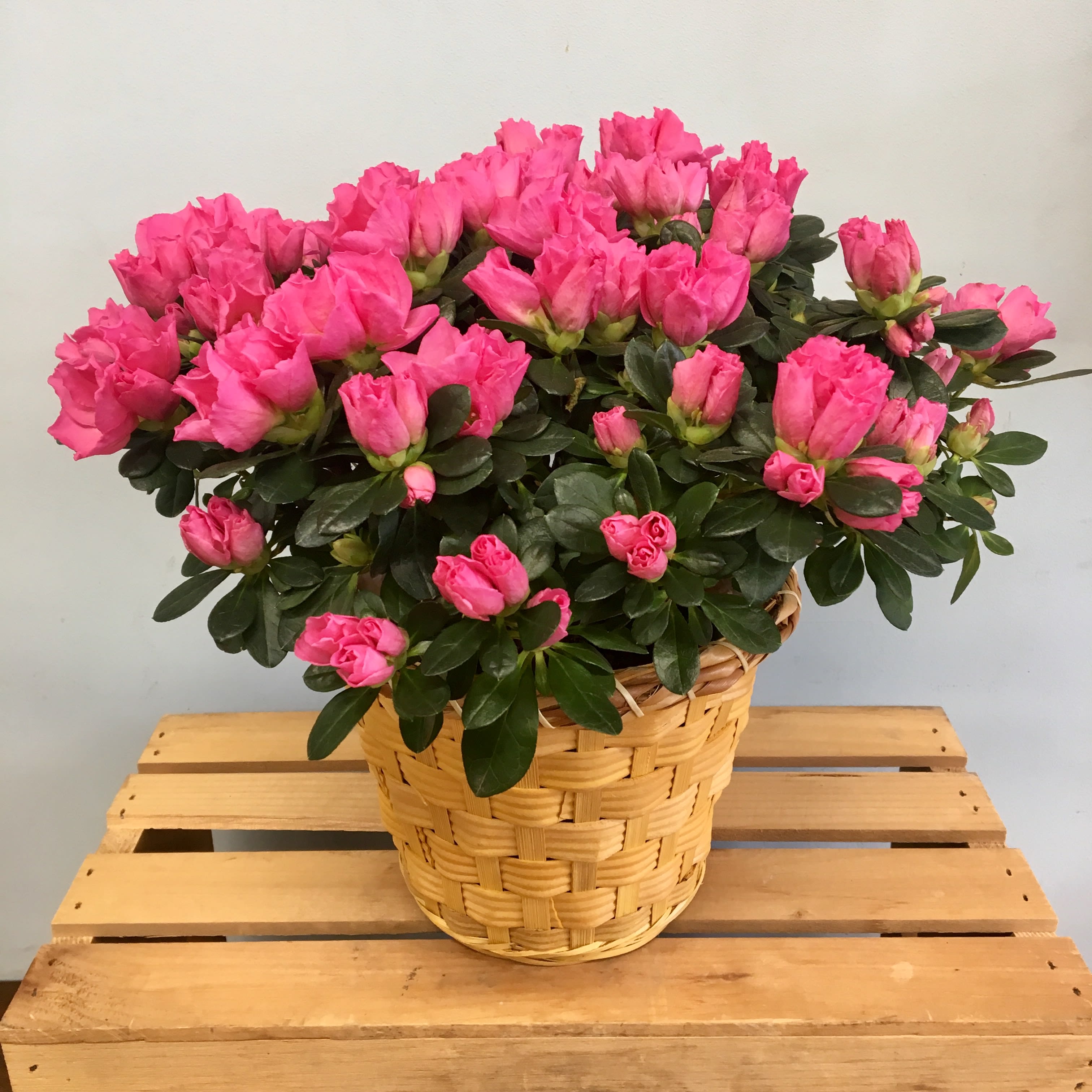 Pink Azalea Plant  - A beautiful hot pink Azalea Plant in a 6&quot; pot, comes in a woven basket perfect for any table. A great gift for every occasion! 