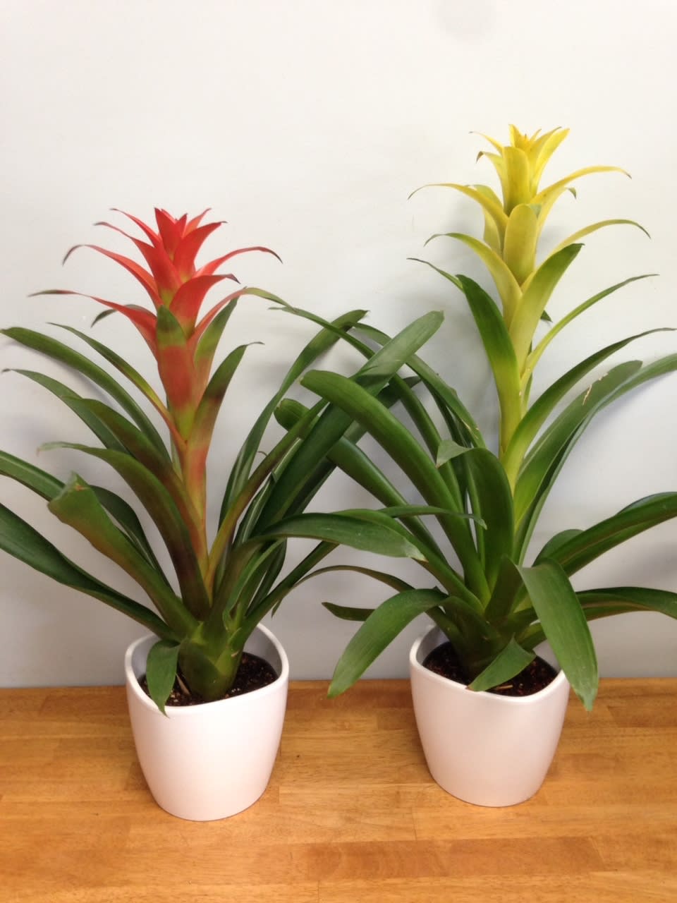 Bromeliad Plant In Ceramic - Bromeliad plants bring an exotic feel and a touch of the tropics right to your home. Growing a bromeliad as a houseplant is easy and brings interesting texture and color to any room. Only water plant once the top two inches are dry. Do not water excessively; bromeliads can handle dry conditions. This bright tropical house plant arrives in a simple ceramic container, a great gift for any friend or family.