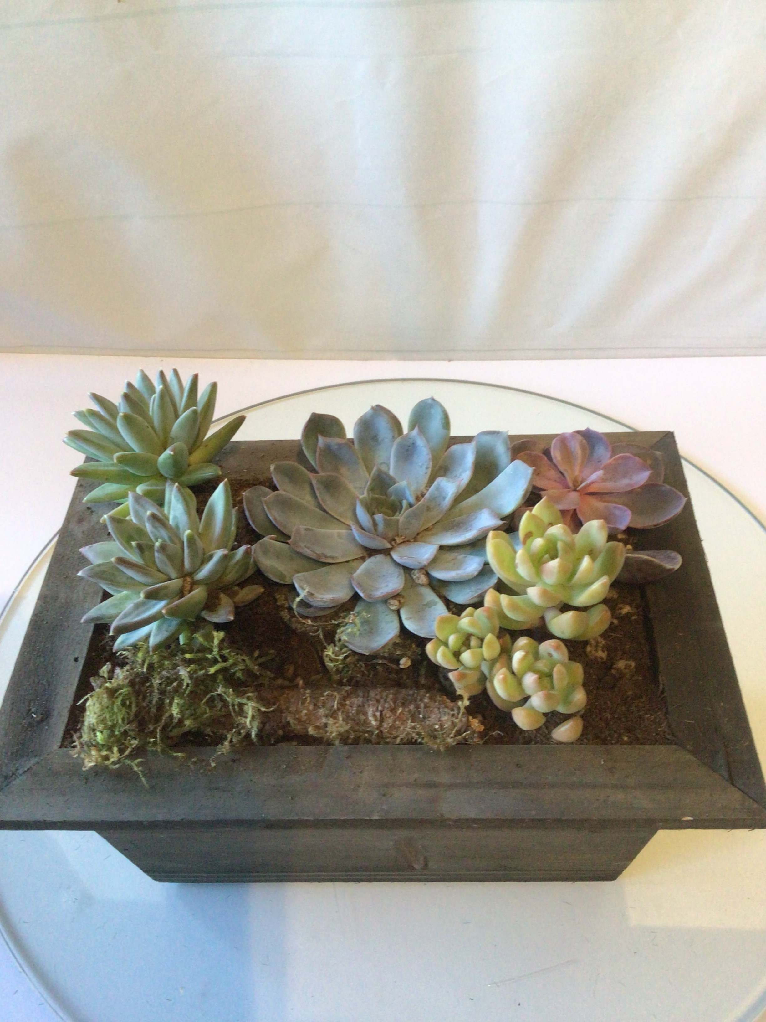 Meditation Garden  - A beautiful assortment of live succulent plants in a modern wood box. Perfect for many occasions. 