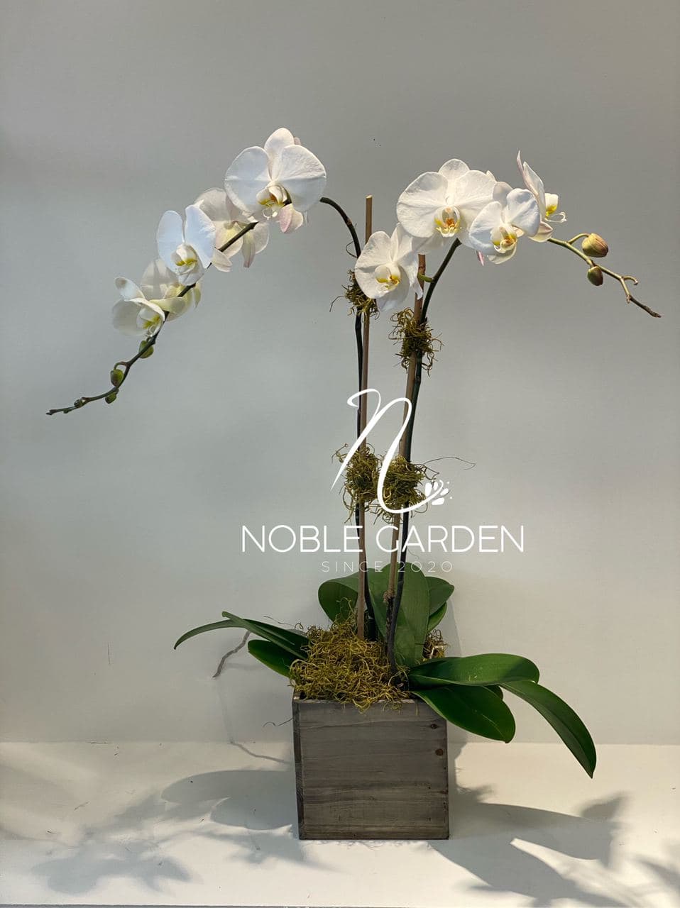 orchid planter orchid planter - white Phalaenopsis Orchids in wooden vase