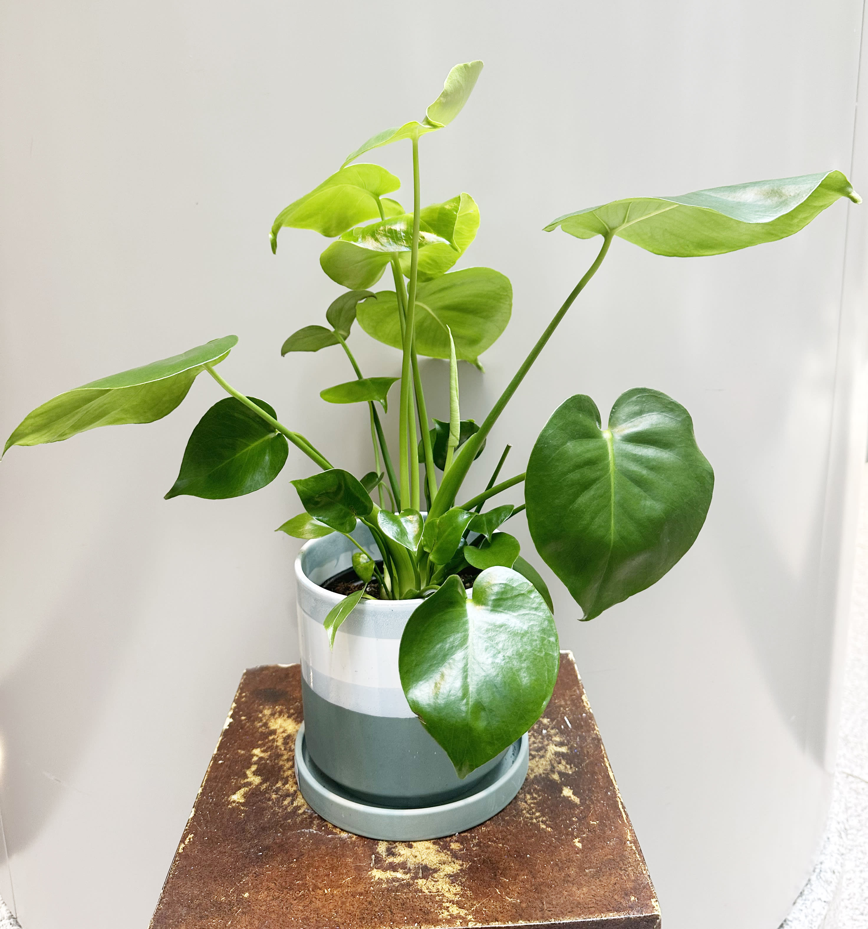 Monstera Plant  - Monstera is very easy to take care. It benefit for indoor  air quality.  