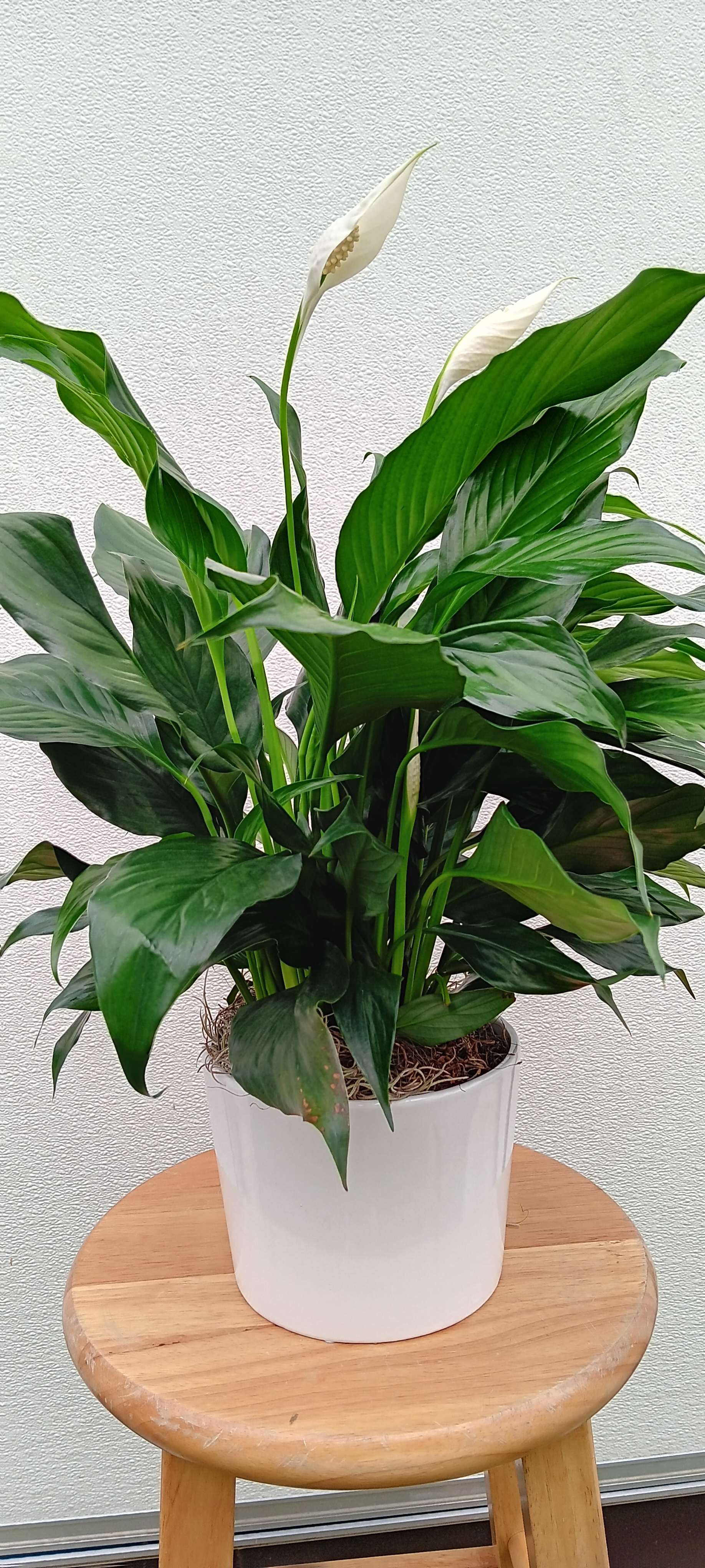 Elegant Spathiphyllum by Misty Rose Flower Shop