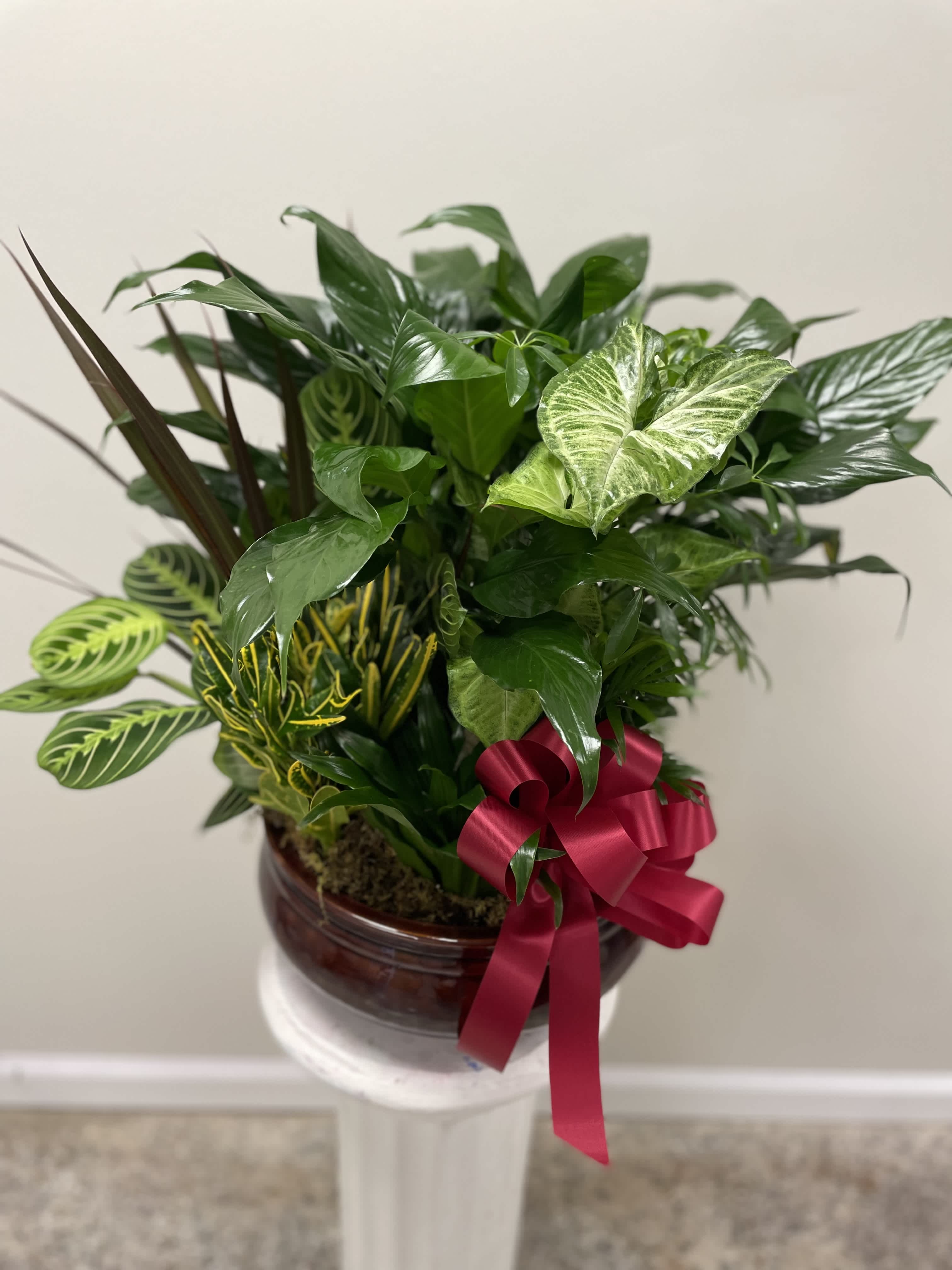 Hope Blossom Sympathy Plant - Sympathy plant with your choice of ribbon color. Shown here with red.