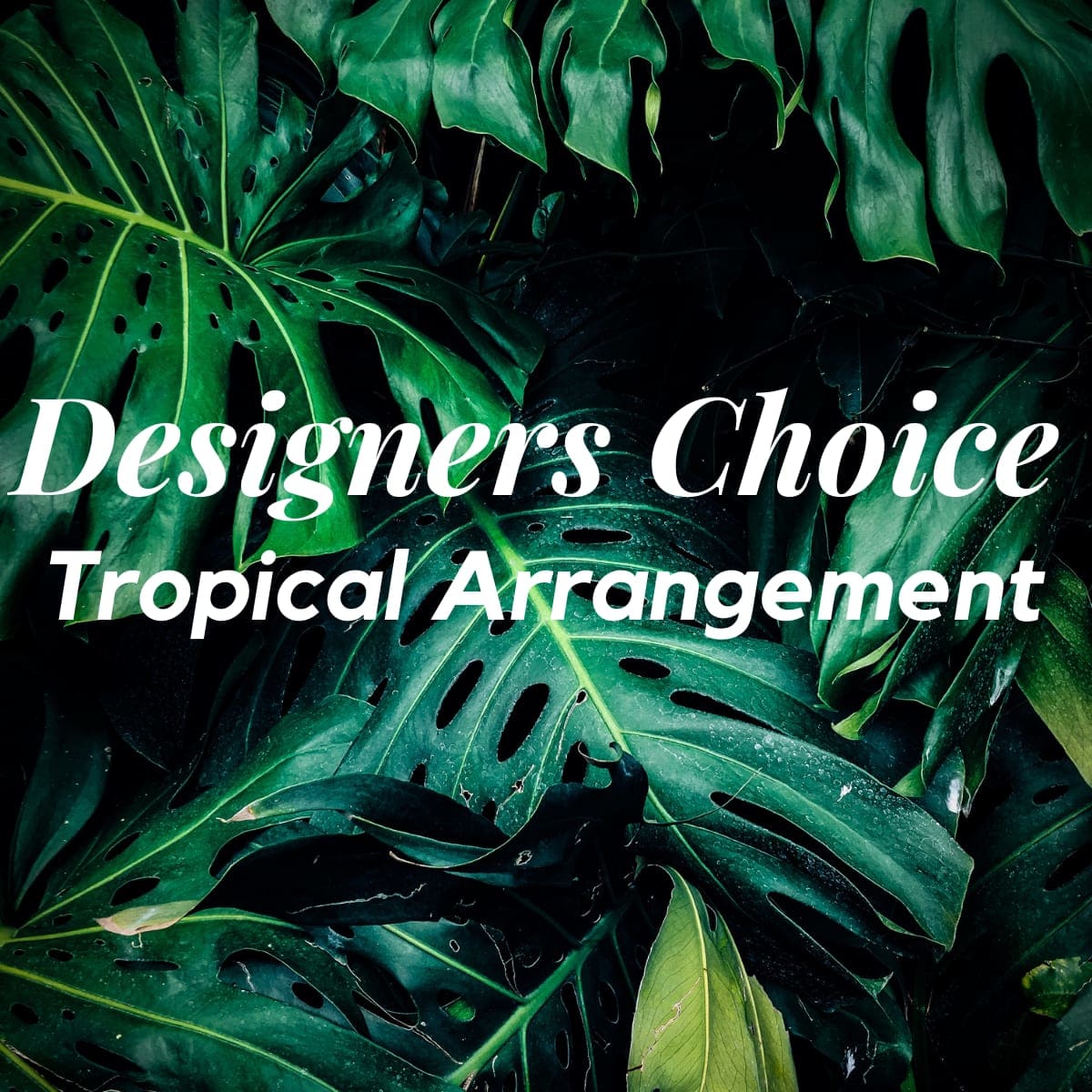Designer's Choice Designer's Choice - A fabulous tropical arrangement using our freshest, most beautiful tropical blooms. The arrangement may contain birds of paradise, protea, ginger, orchids, anthurium, or heleconia, depending on current availability.