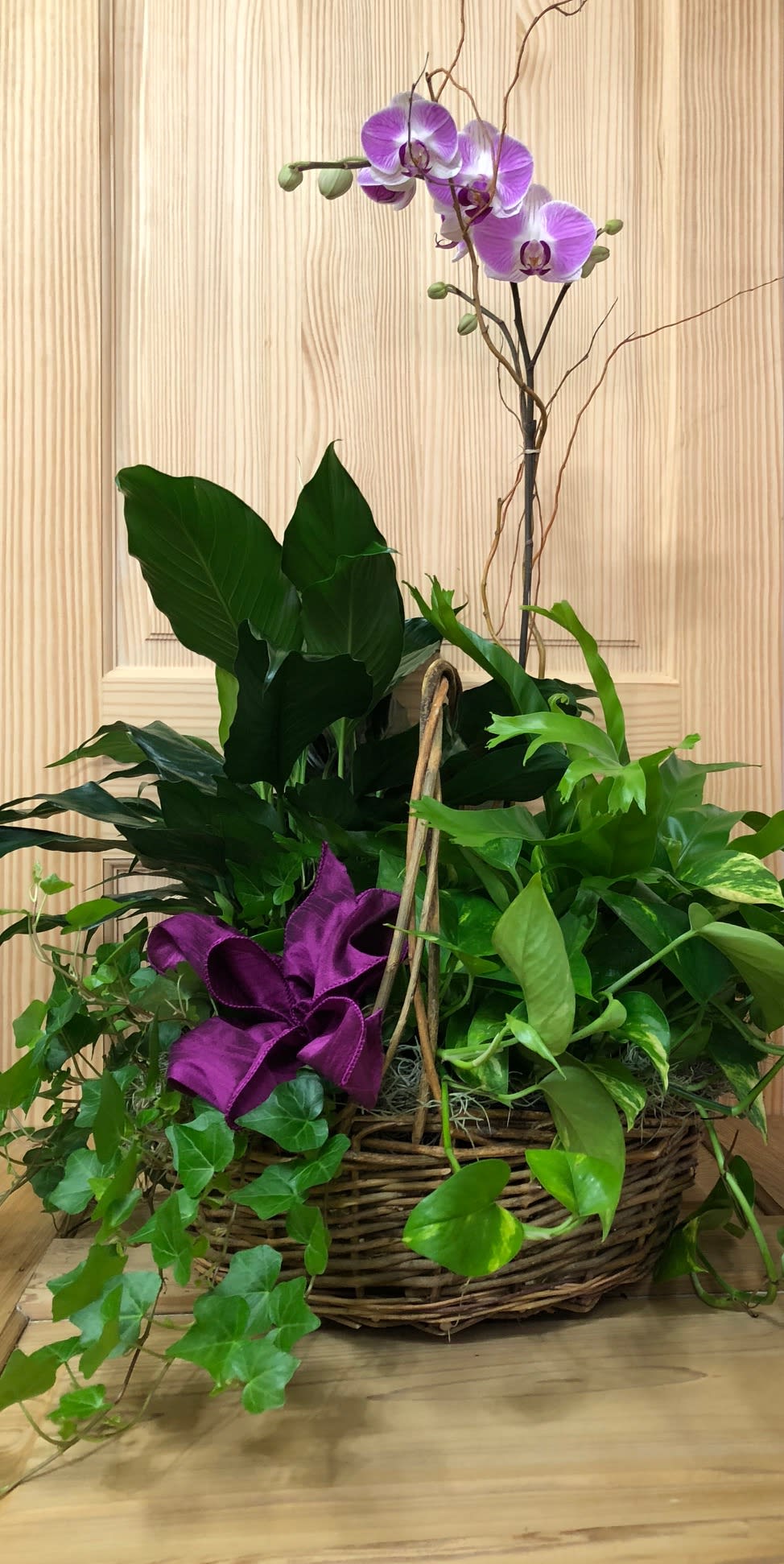 OOO AHHH Garden Basket OOO AHHH Garden Basket - The recipient of this gem is sure to say OOO AHHH. This basket features individual assorted green plants and a beautiful orchid plant for a splash of color. This is the perfect basket for any occasion.
