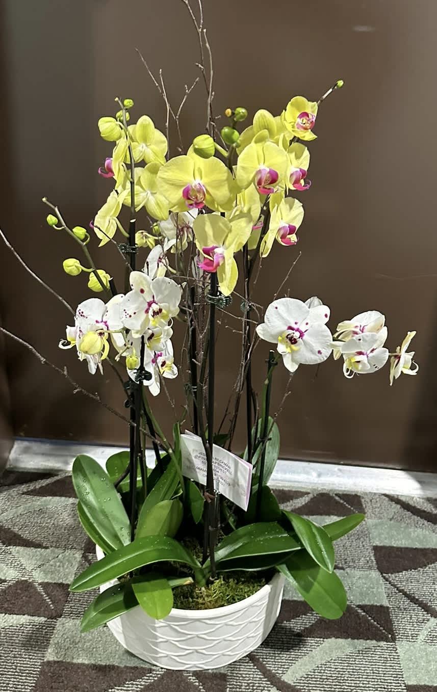 ORCHILD GARDEN - CERAMIC CONTAINER WITH ORCHILDS