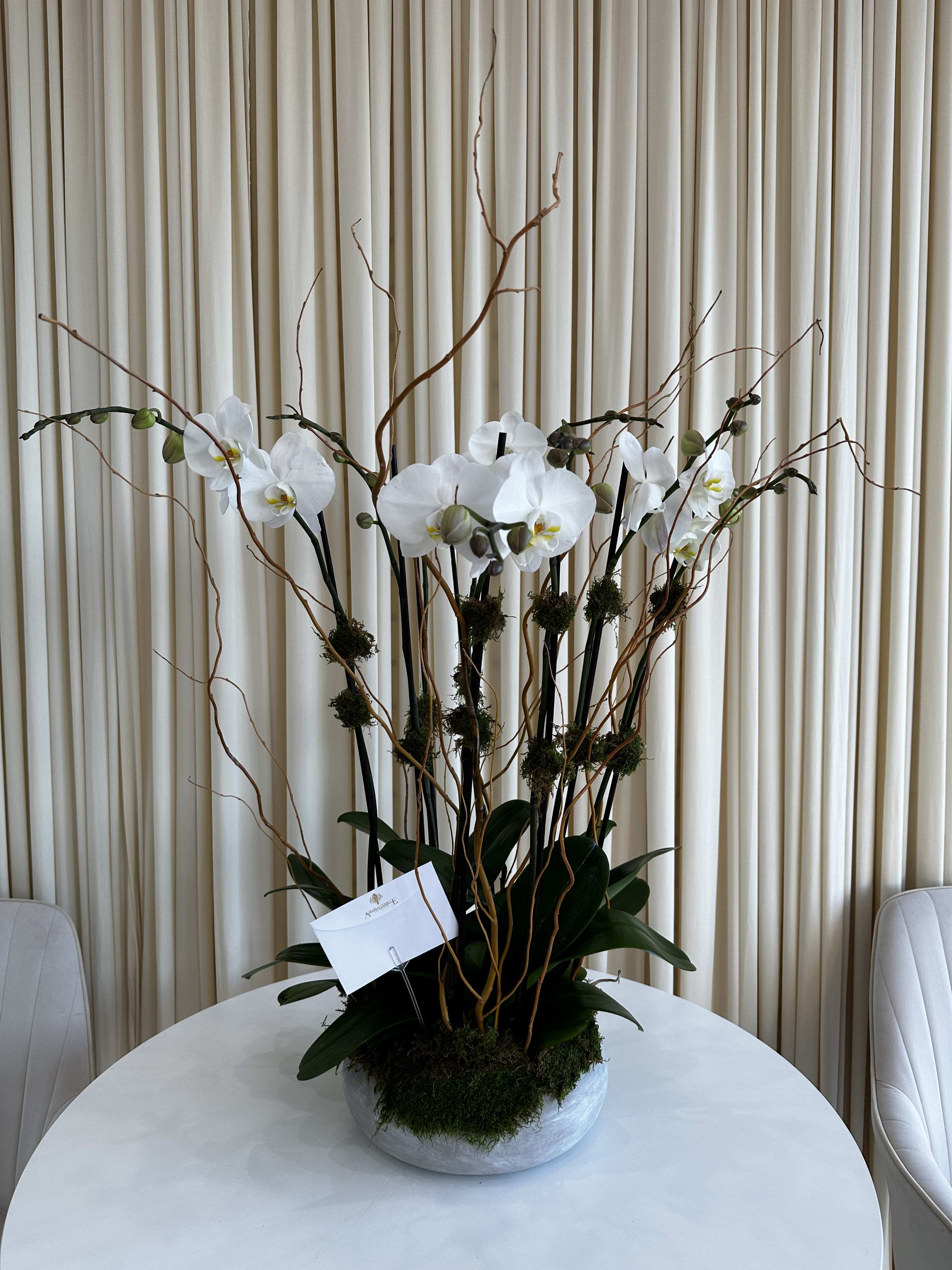 Zen Orchid Garden - Cultivate a sense of peace and tranquility with this minimalist orchid arrangement. Featuring phalaenopsis orchids nestled in a bed of smooth moss, this arrangement is the perfect addition to your meditation space or yoga studio.  