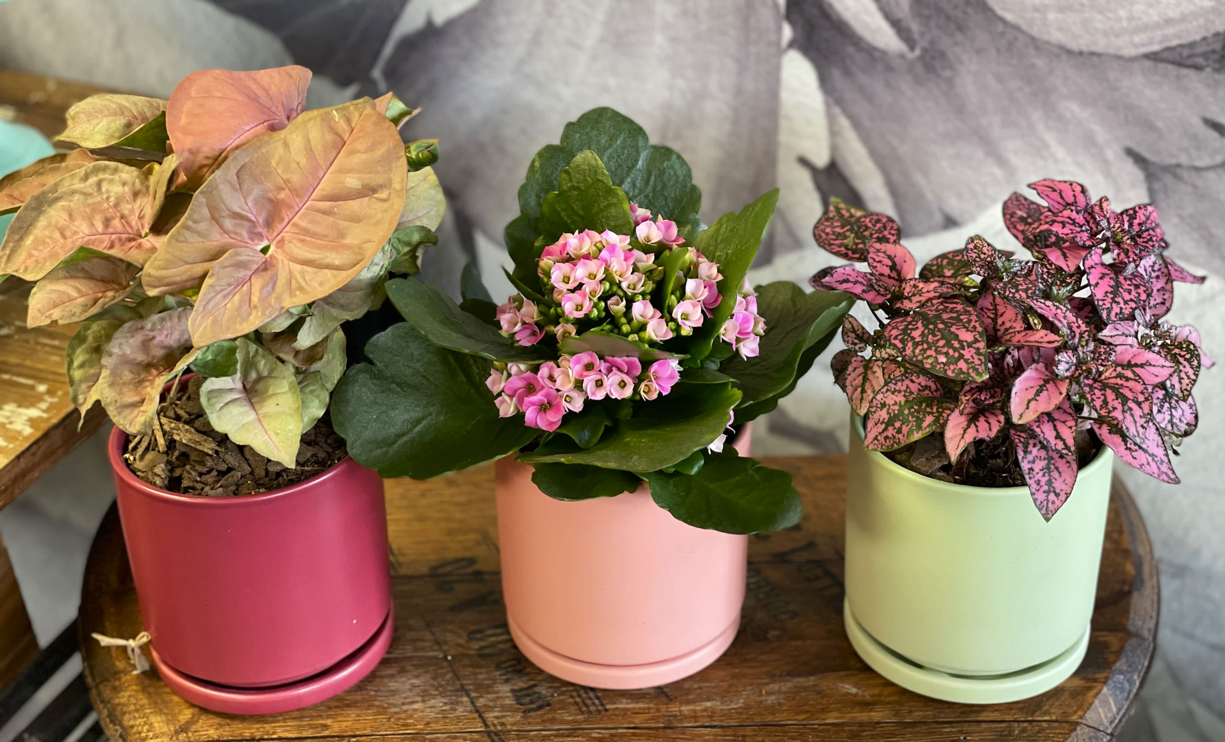 Pretty Pink Plant Trio by Flowers from the Rafters