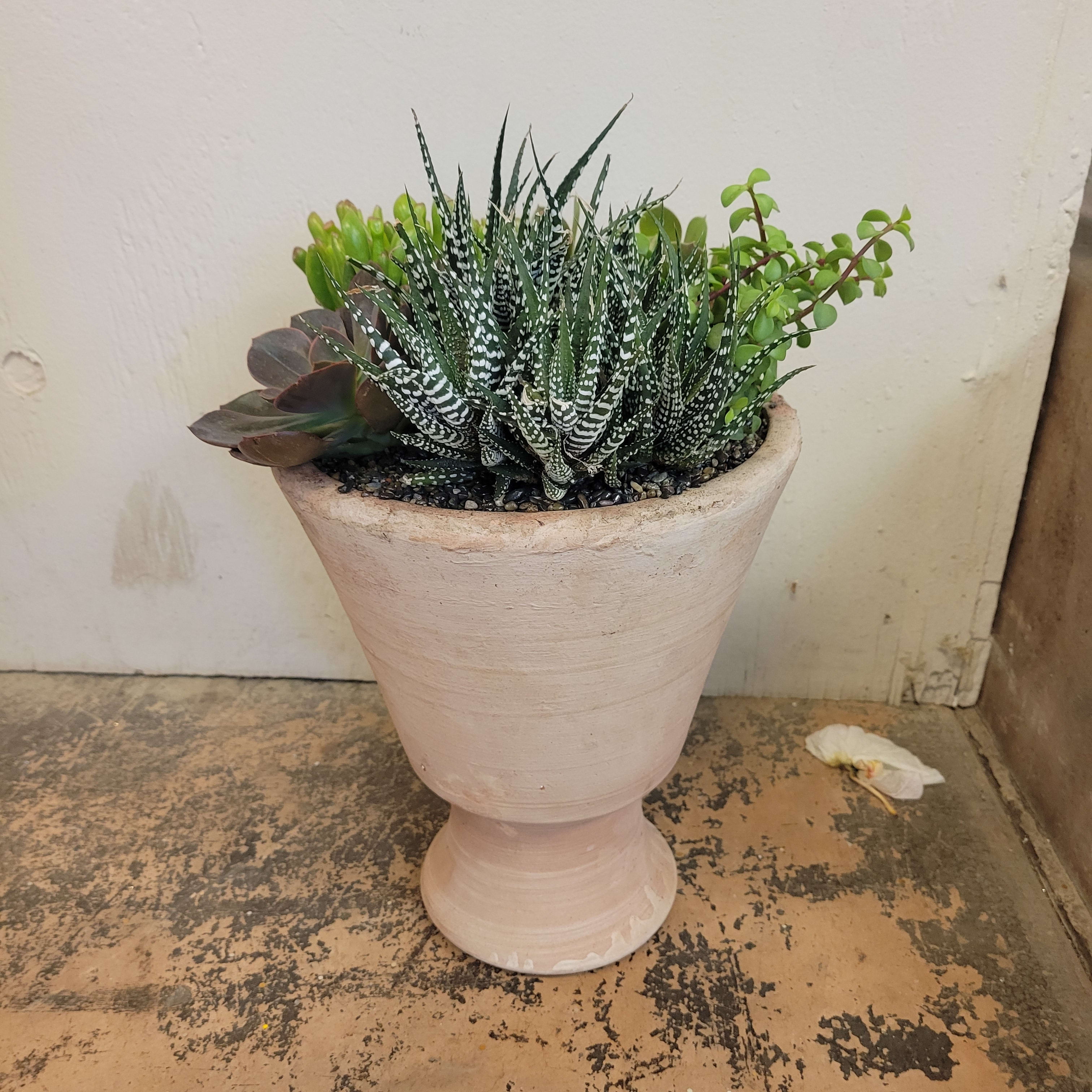 Succulent High - Classic assortment of succulents planted in a footed container.